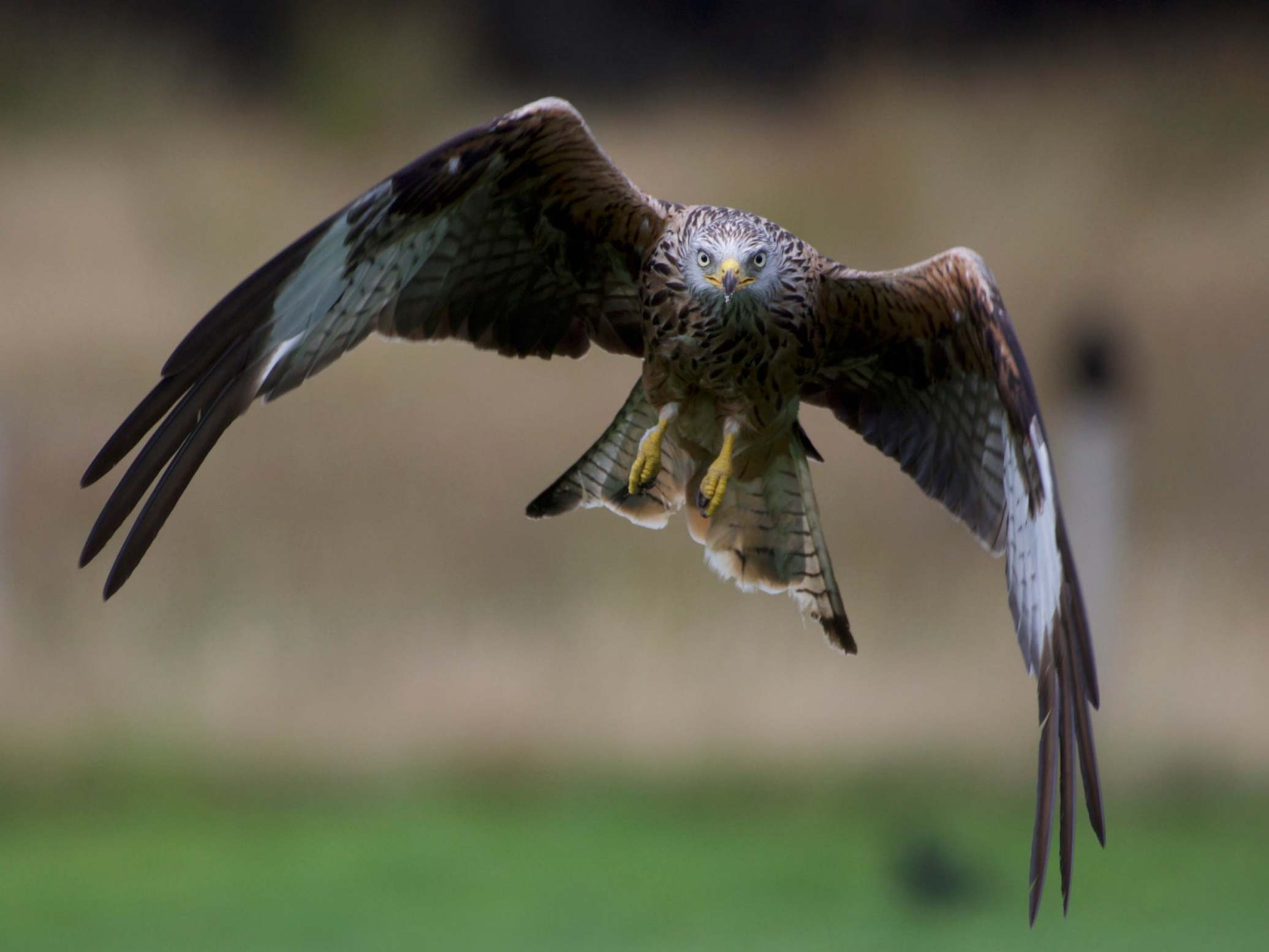 The red kite’s thriving numbers represent one of Britain’s conservation success stories