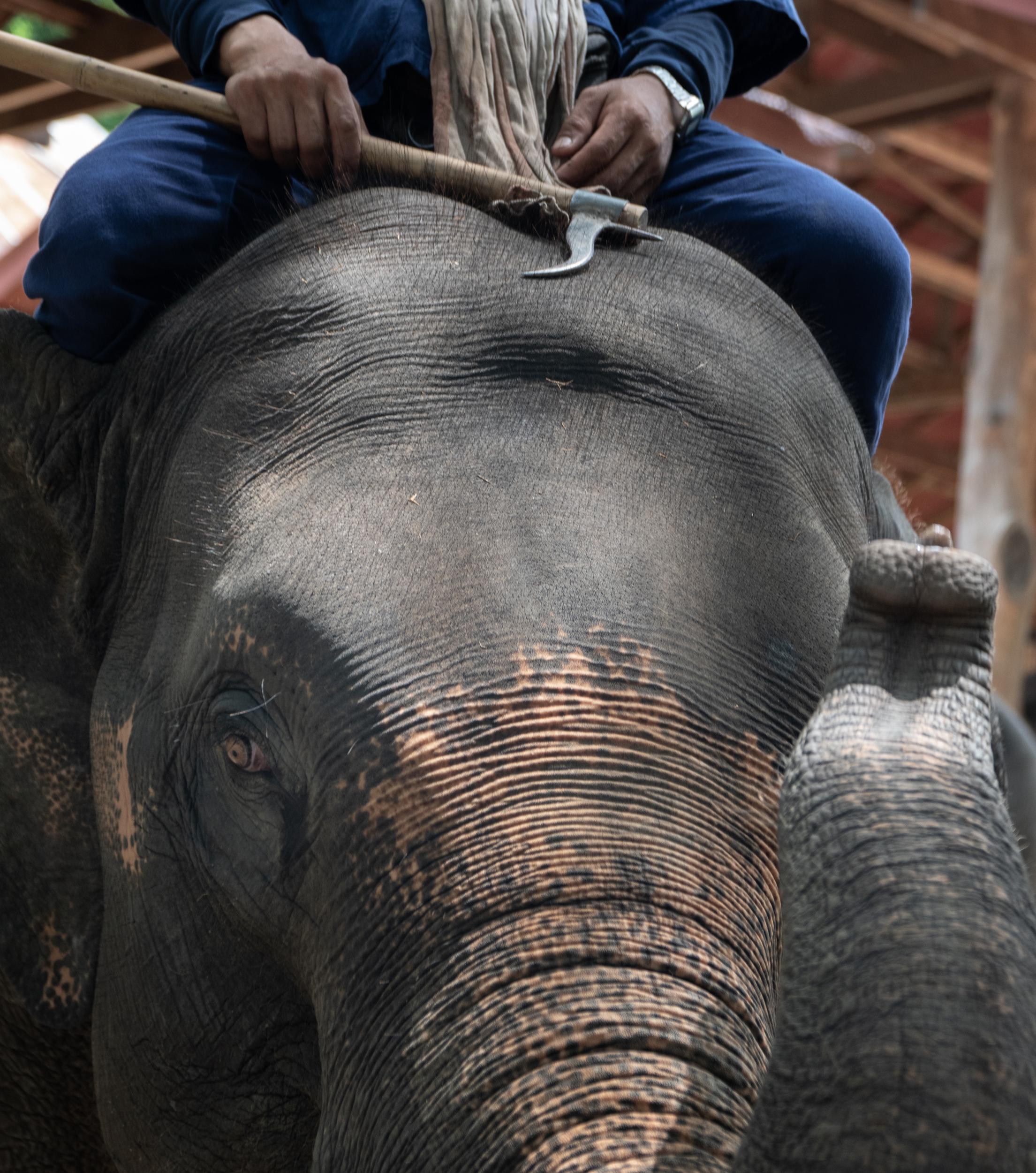 A rider carries a bullhook