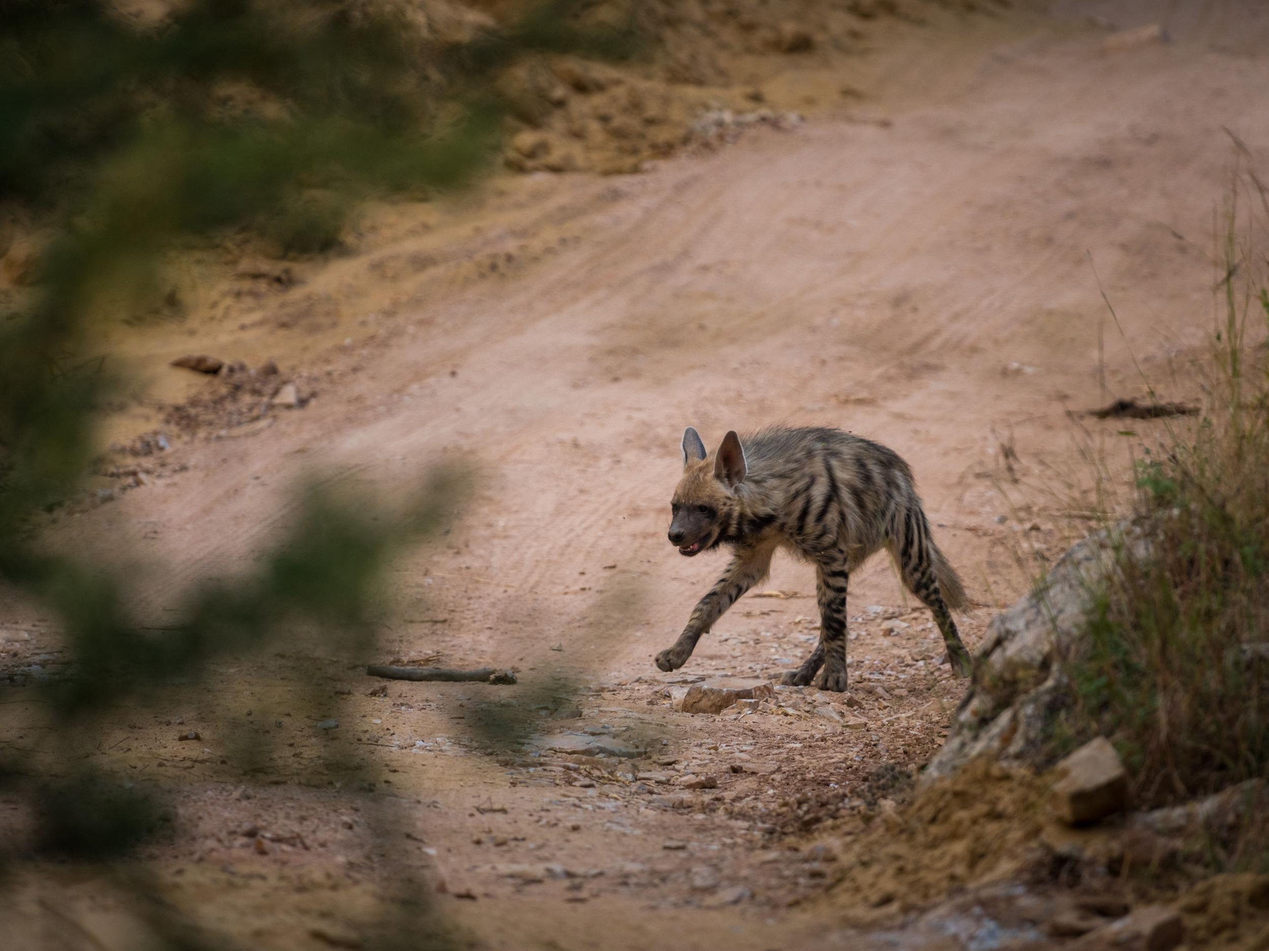 Hyenas aren’t as dangerous as most people think