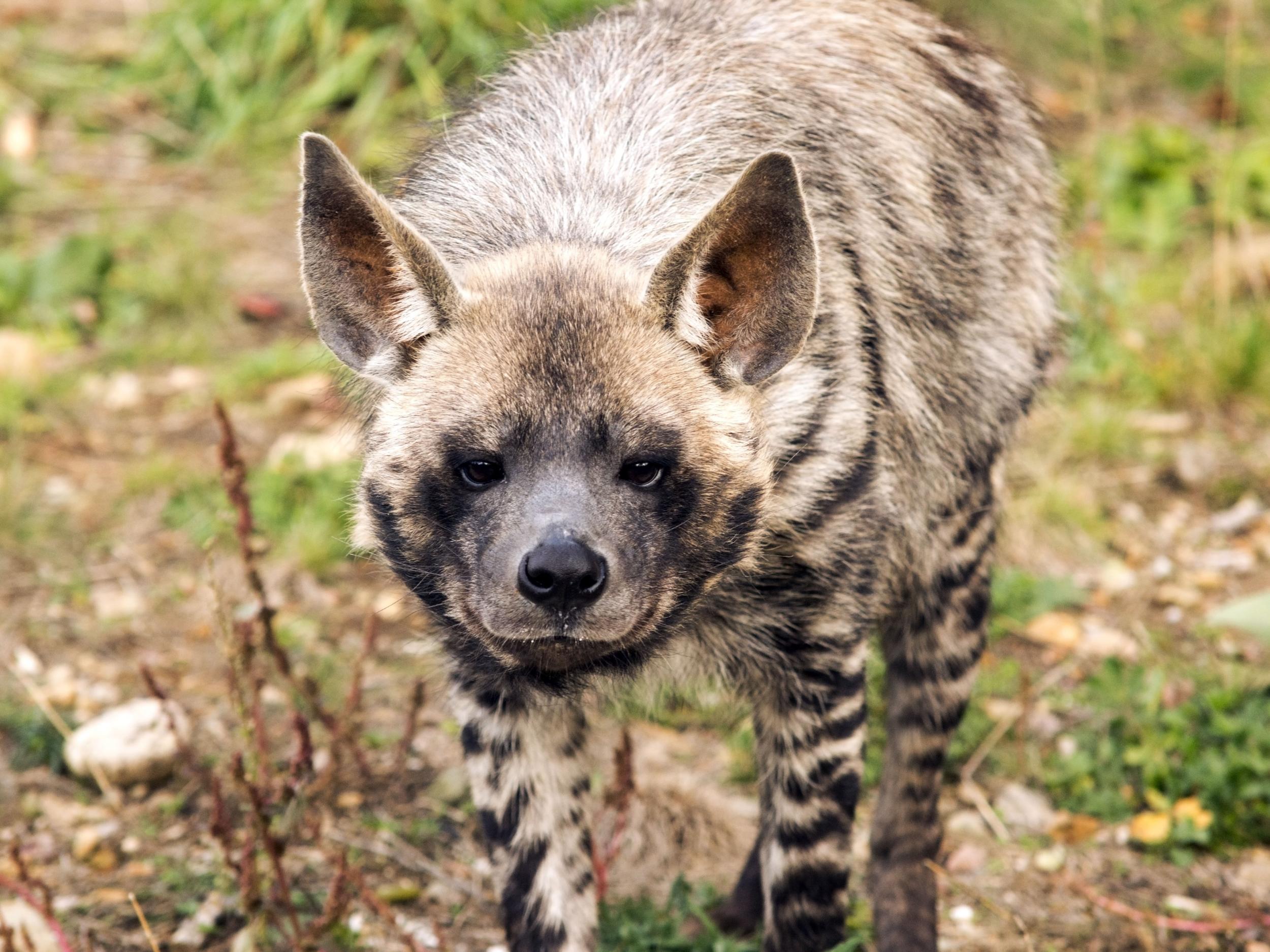 The striped hyena is Lebanon’s national animal