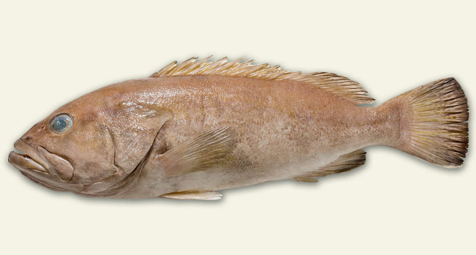 The new species lacks the distinctive markings of other groupers