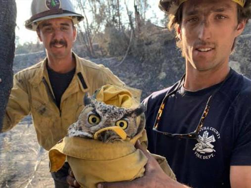 Bird was rescued as firefighters searched for 'hazard' trees damaged by fire and liable to fall on people or wildlife