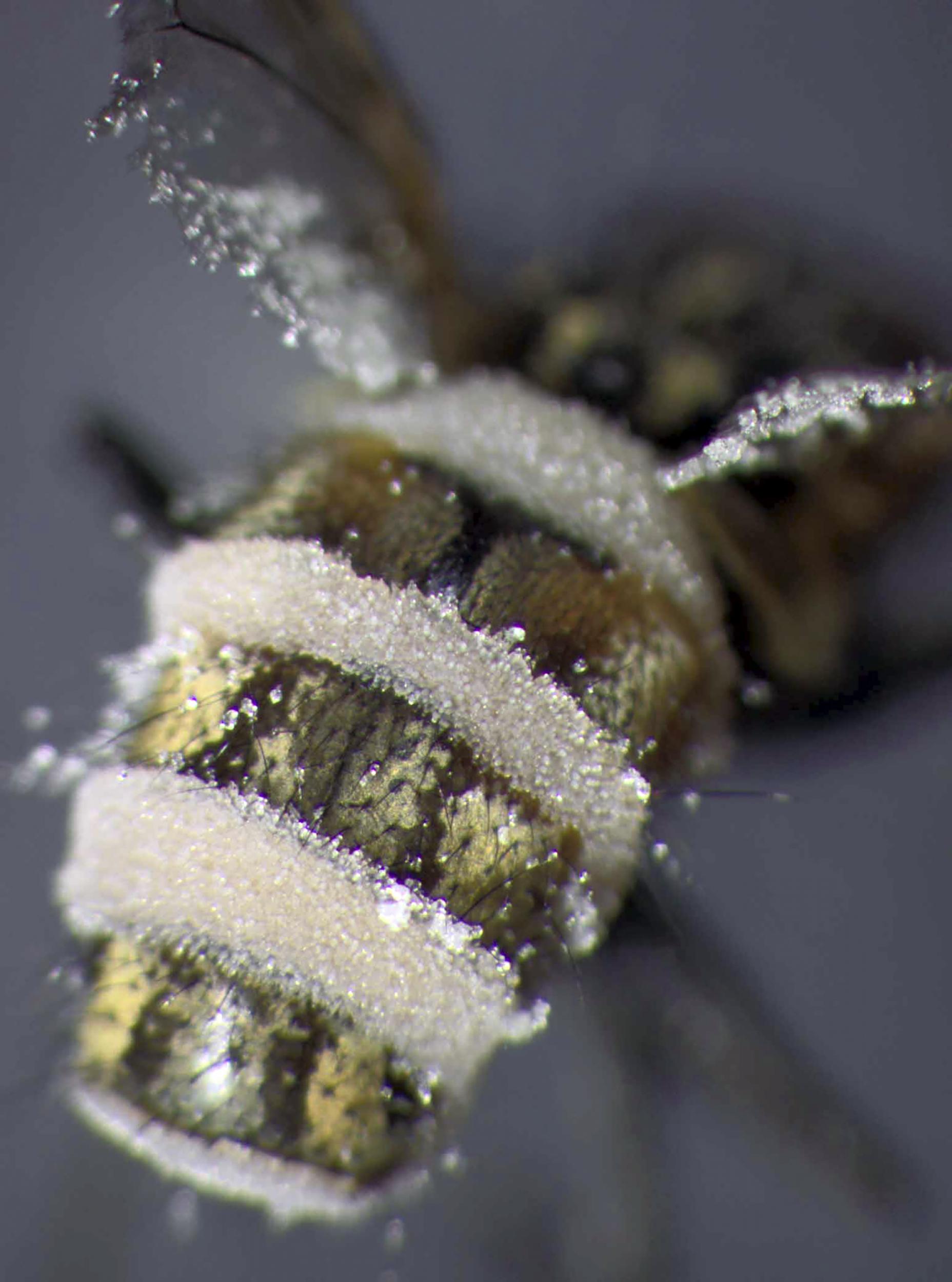 The E muscae fungus growing out of a dead housefly