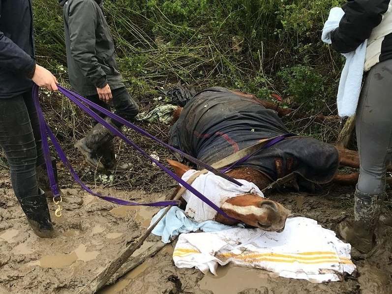 Harry the horse, from Wales, was injured when it became impaled on a fence post