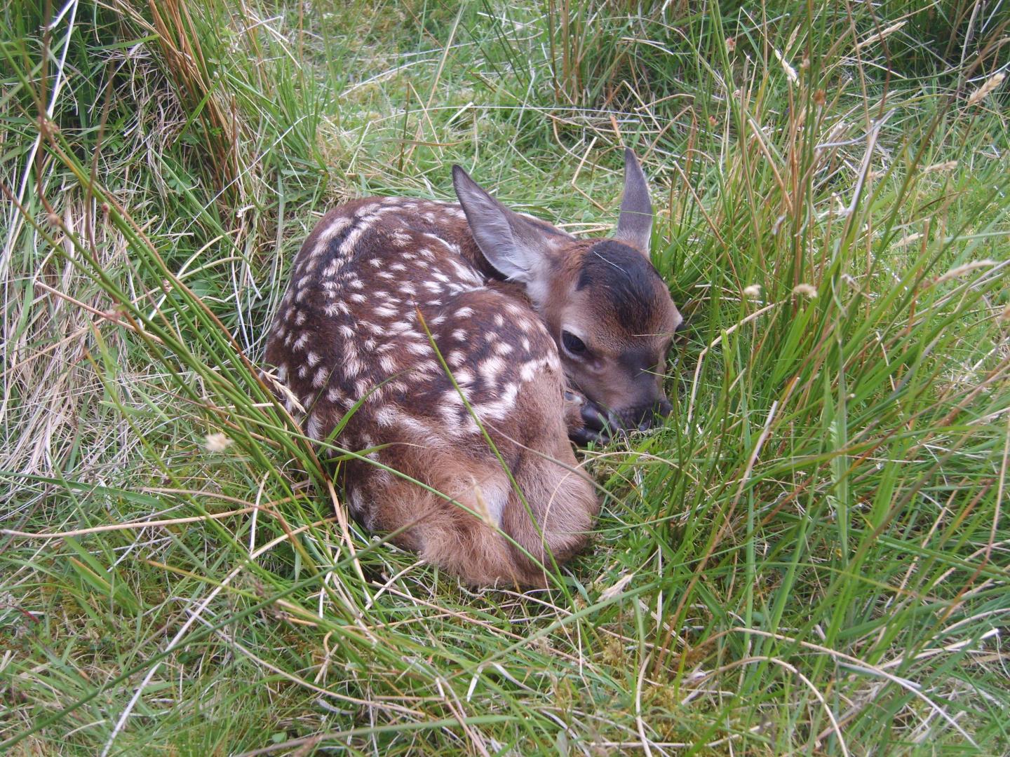 A red deer calf on the Isle of Rum, Scotland