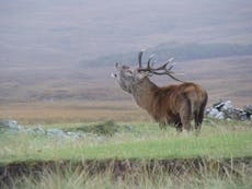 Red deer show first evidence of animal evolution in response to climate change, study reveals