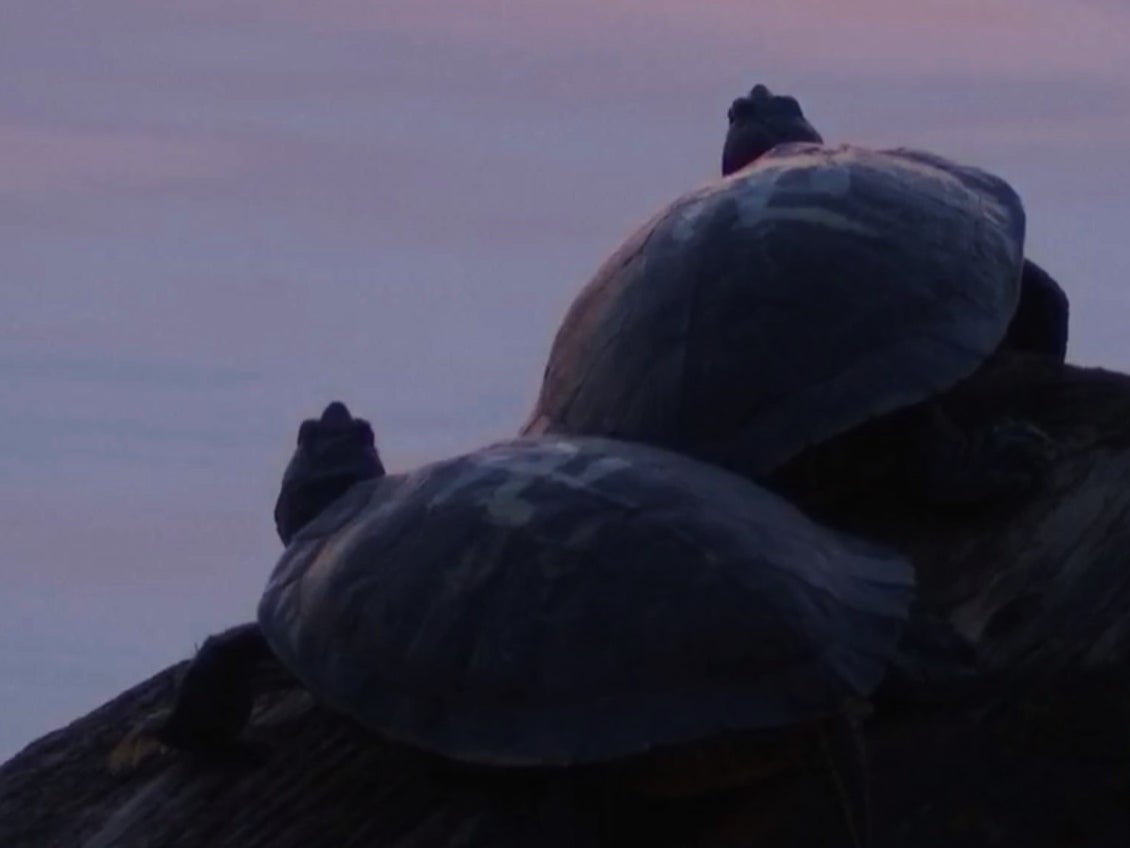 Two turtles with anti-clockwise swastikas painted on their shells