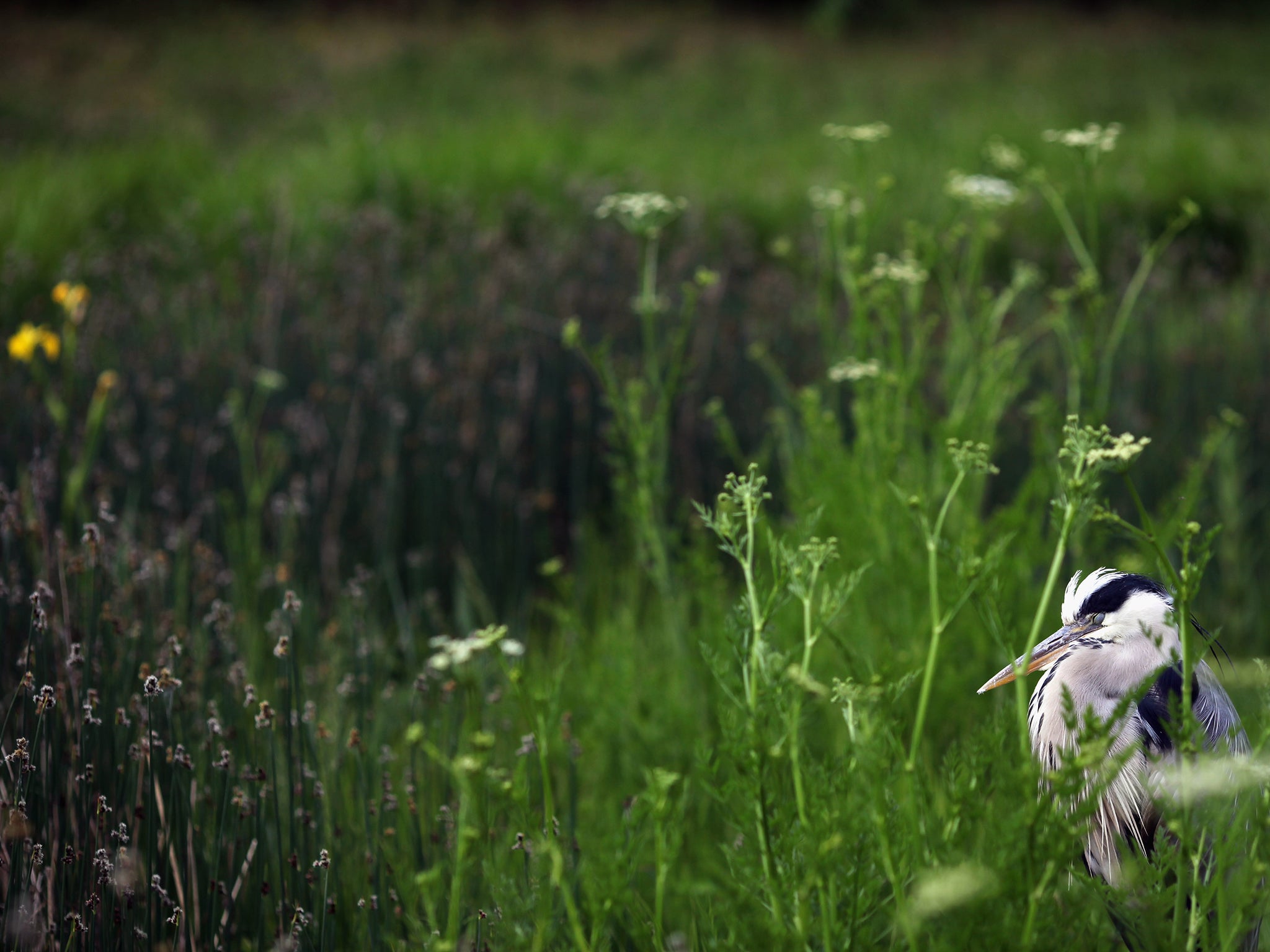 3,500 projects across the UK have been set up to help preserve nature