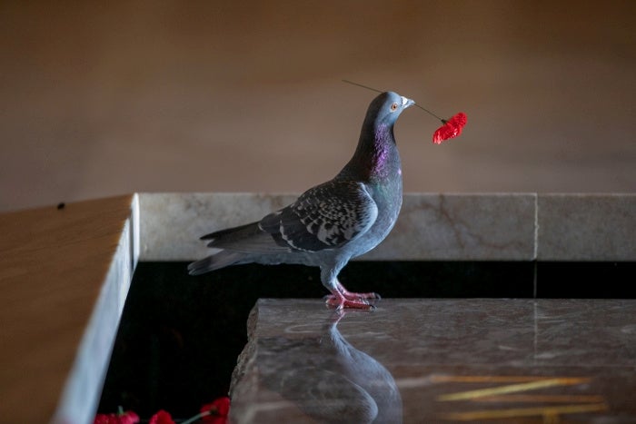 The patriotic bird holding a poppy in its beak