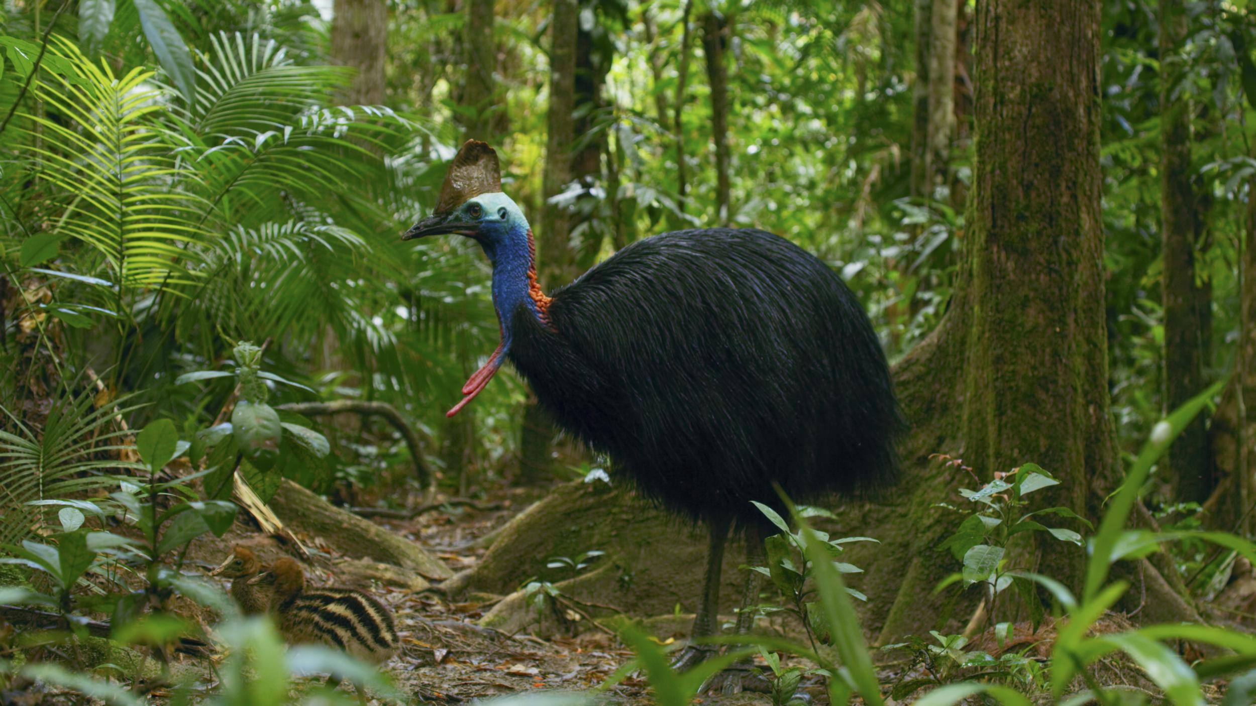 Is it a bird or is it a dinosaur? Sir David meets the colourful cassowary