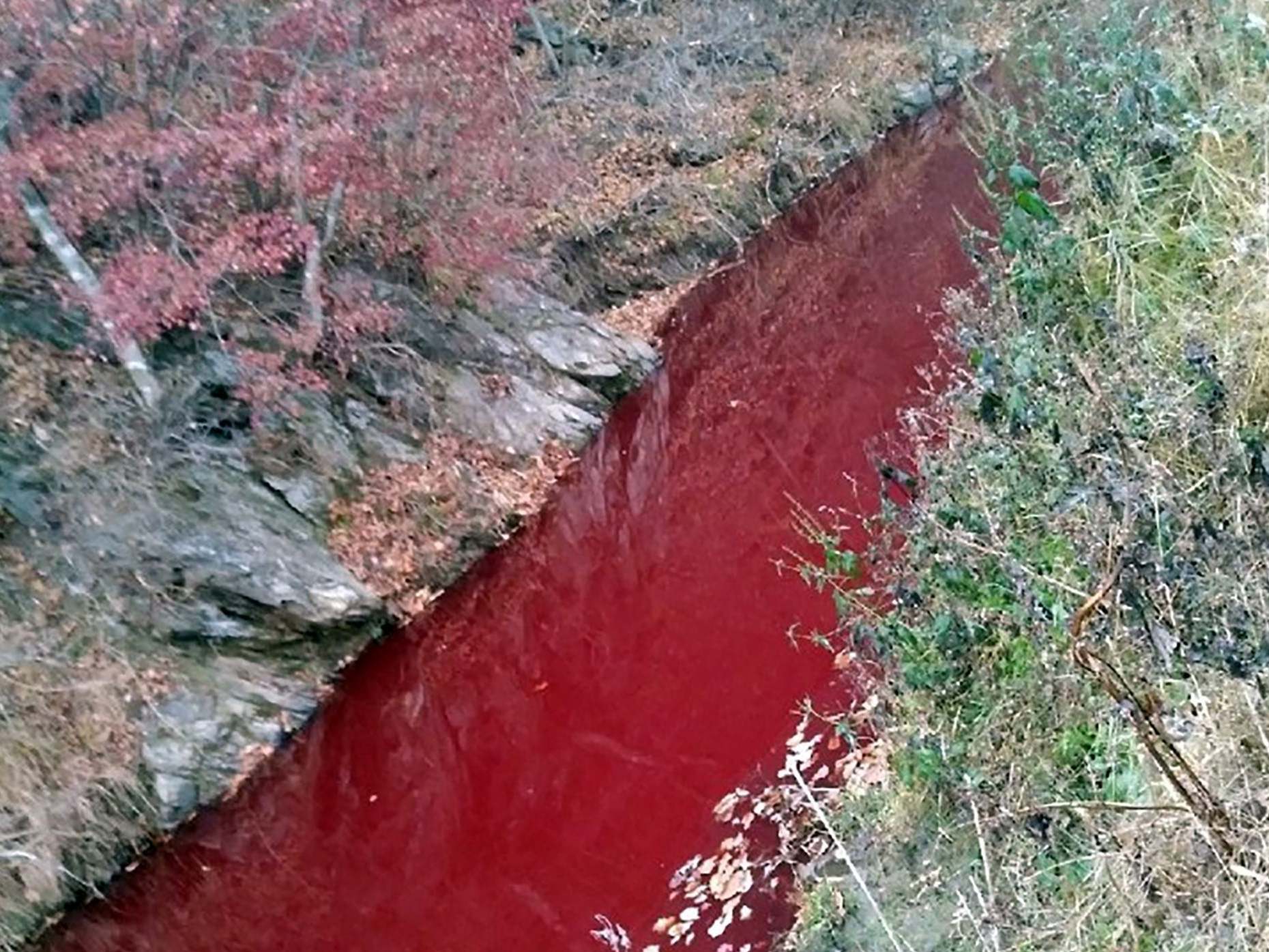 A river coloured red with pigs' blood in Yeoncheon county near the border between North and South Korea