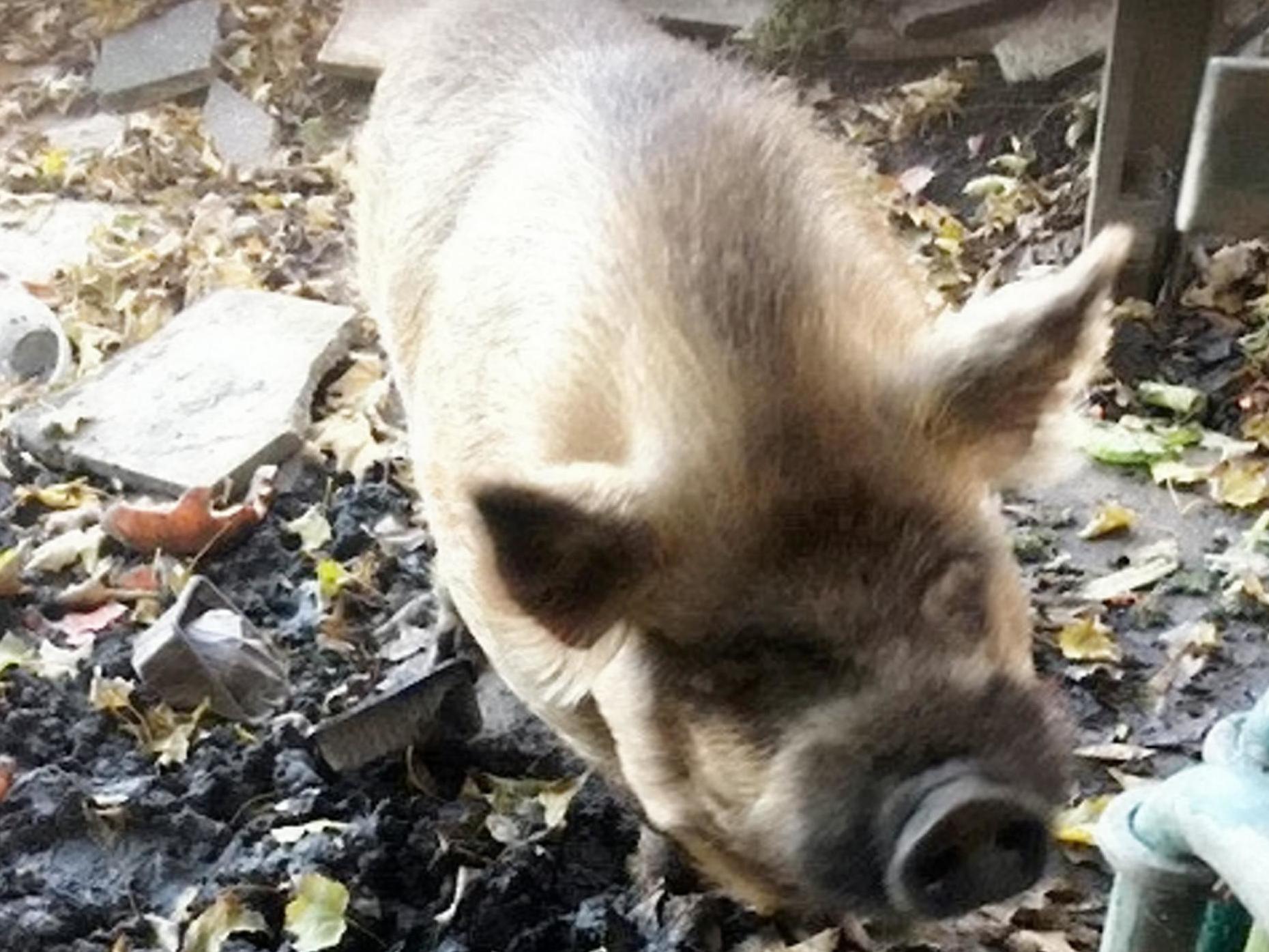 A pig named Pickle had to be coaxed away from a burst water main after charging at Thames Water workmen as they attempted to repair it in his field in Surbiton, southwest London, on 13 November 2019.