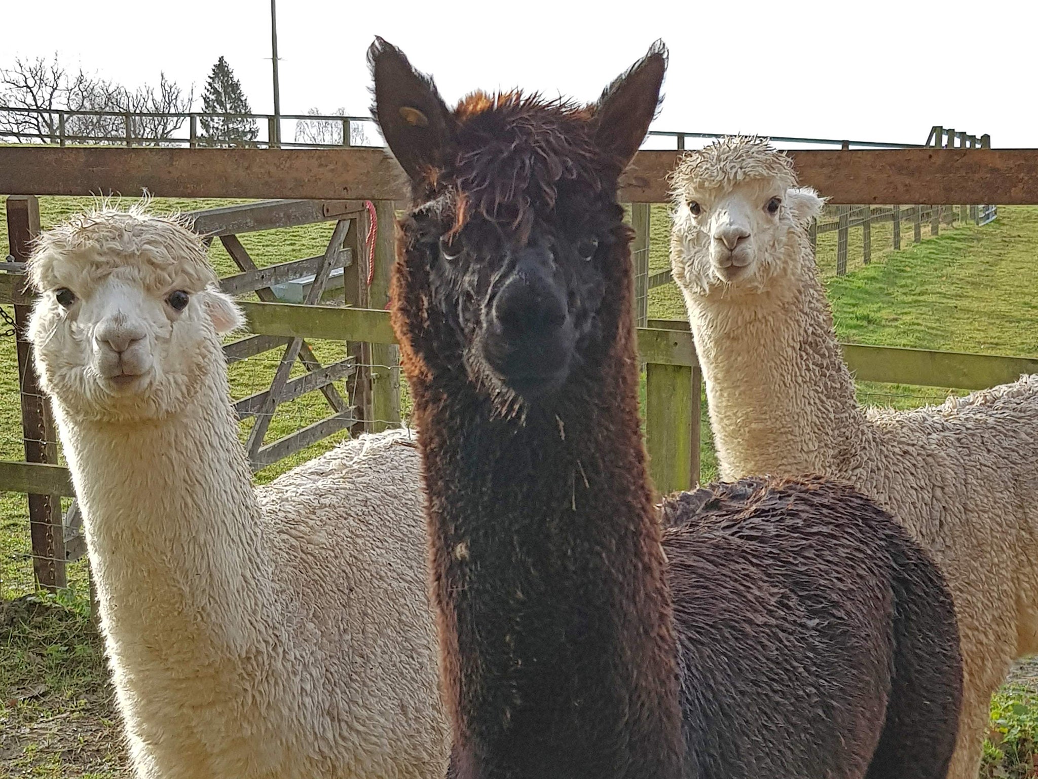 Alpacas posing for a photo