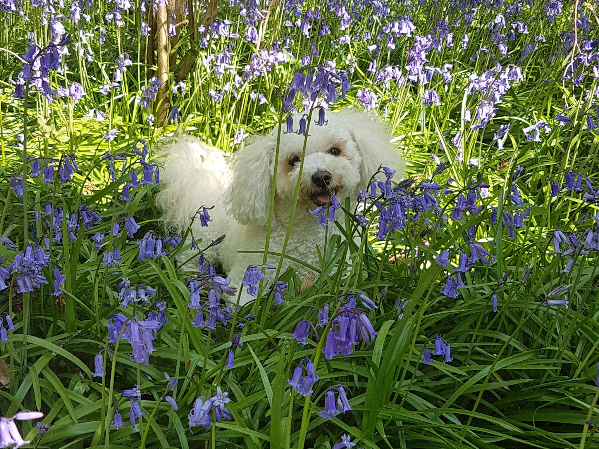 Denzel the dog is a particular favourite among visitors