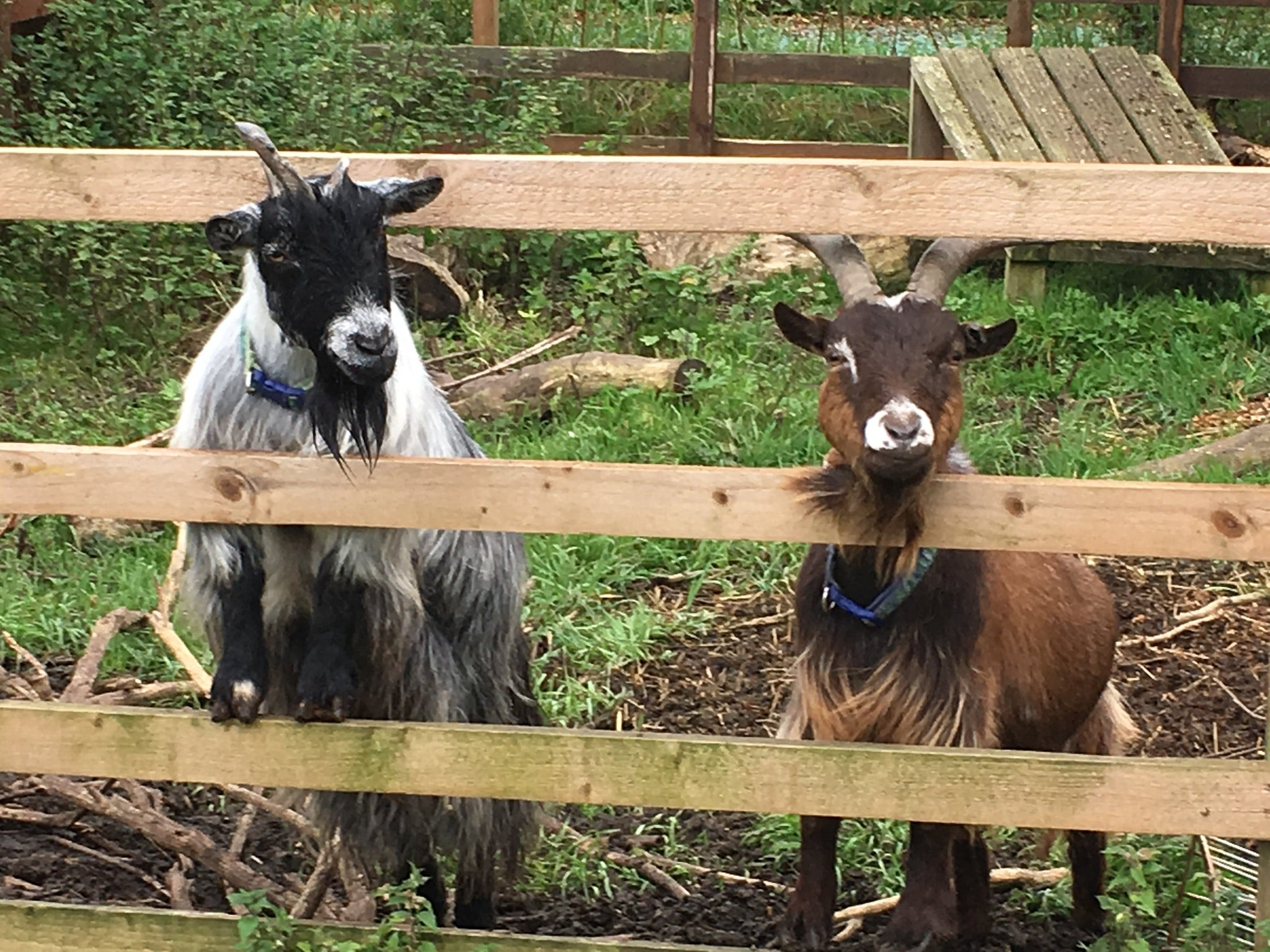 Animals can help children form strong social bonds