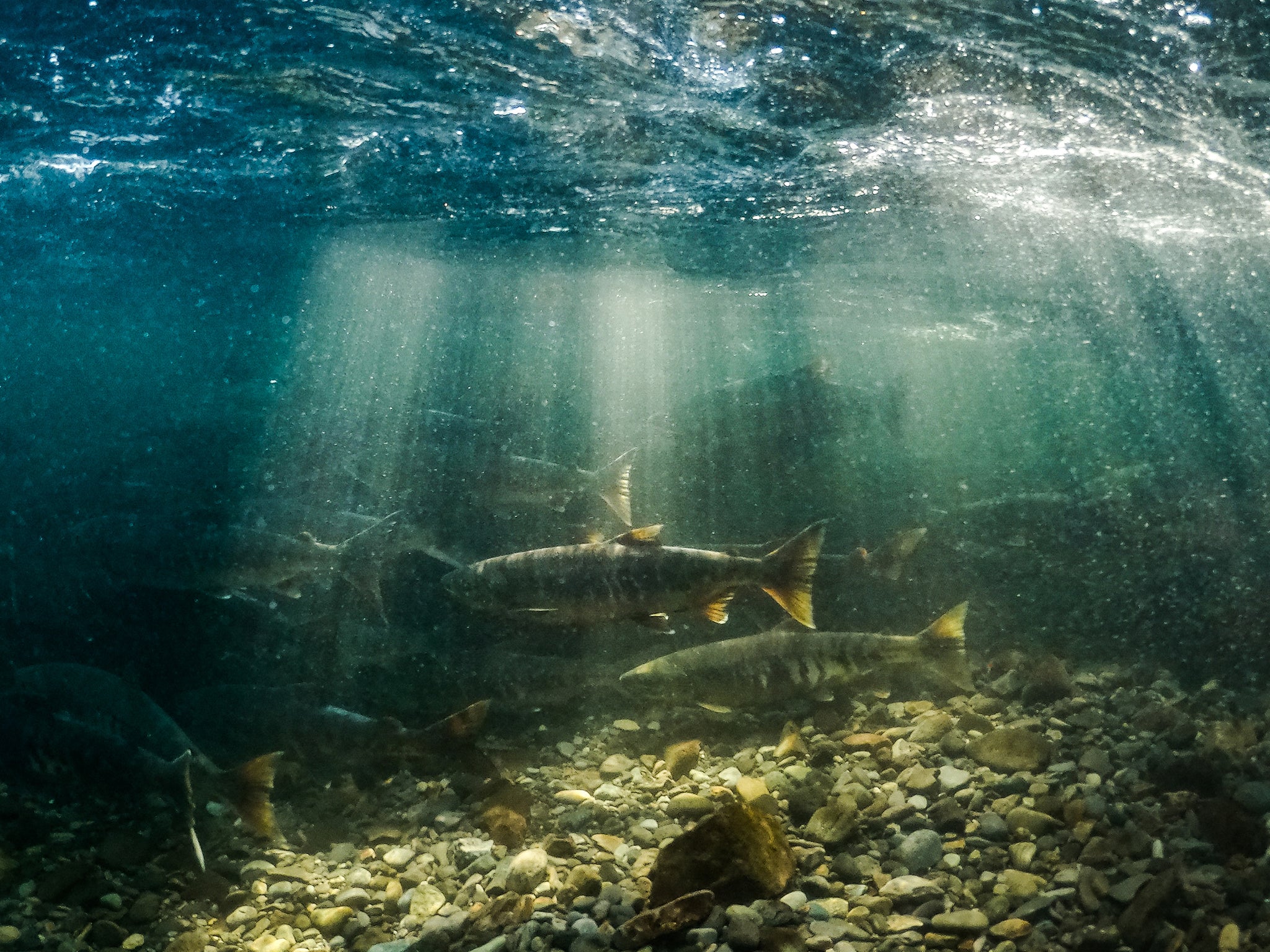 Salmon swim upstream of Onnebetsu river to spawn near the Sea of Okhotsk