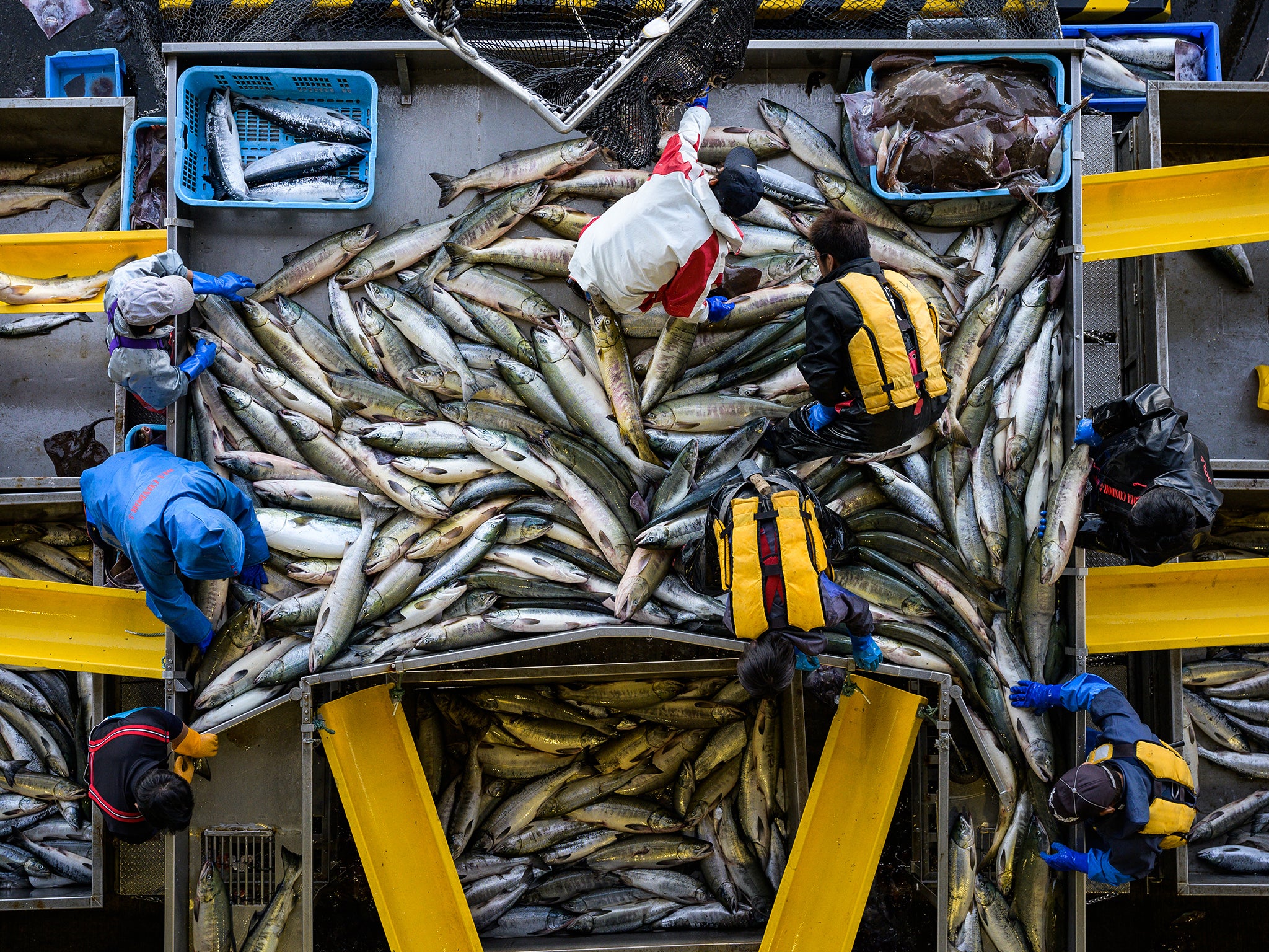 Fishermen unload salmon at a port in Utoro, Japan