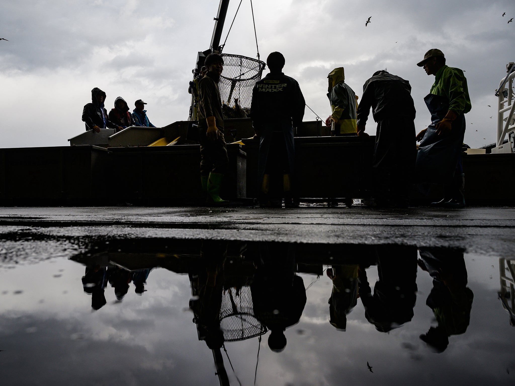 Fishermen sort salmon as they unload the Hokushin Maru