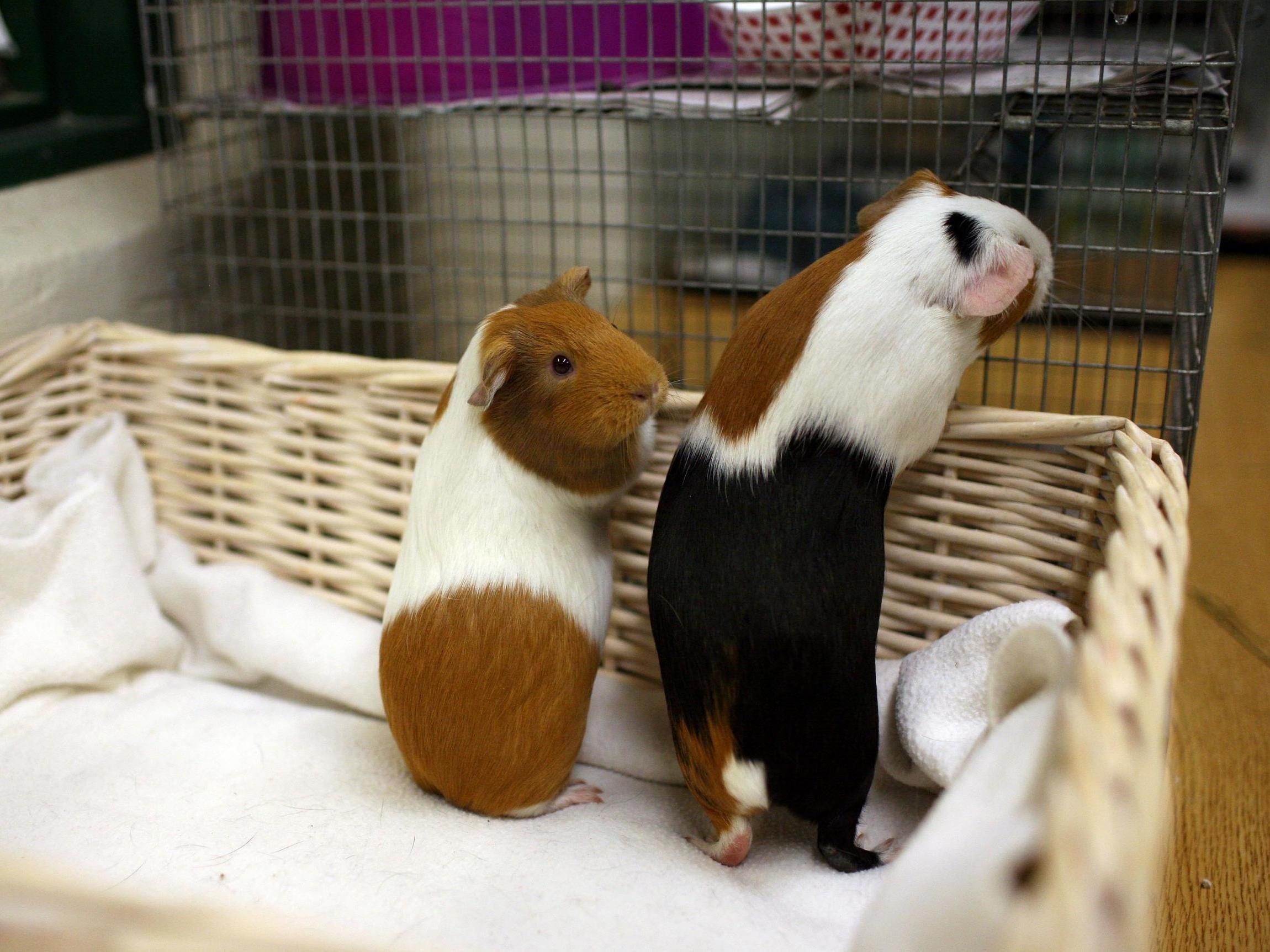 One of the guinea pigs is still missing after the pet shop heist