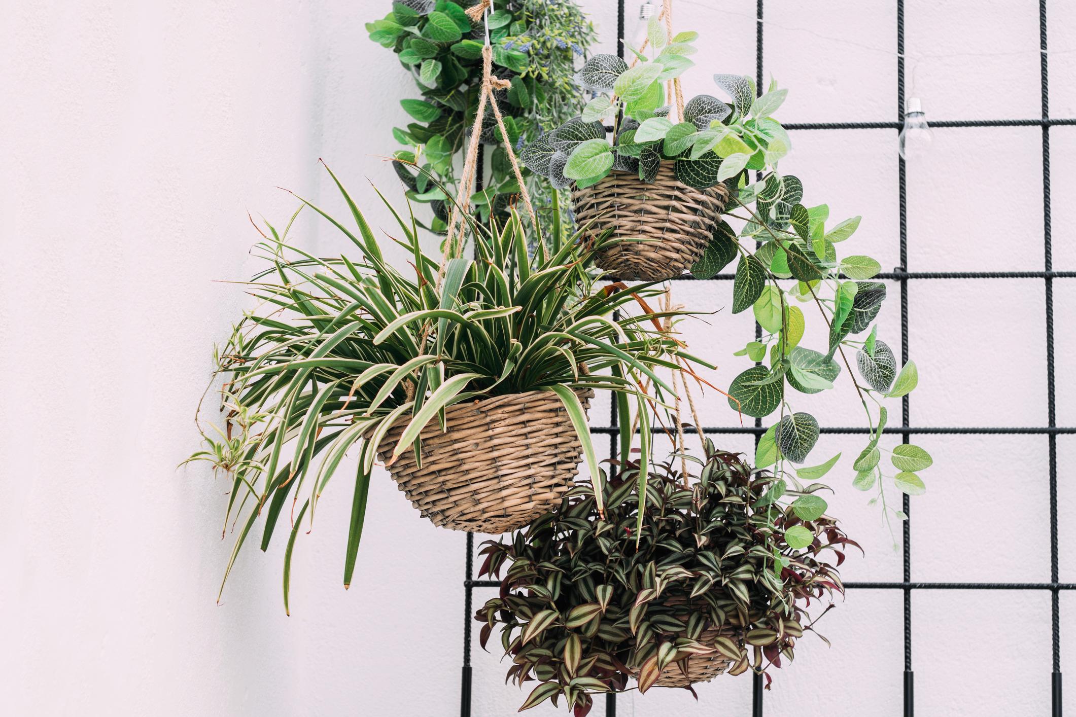 Hanging plants are a staple of millennial indoor gardens (iStock)