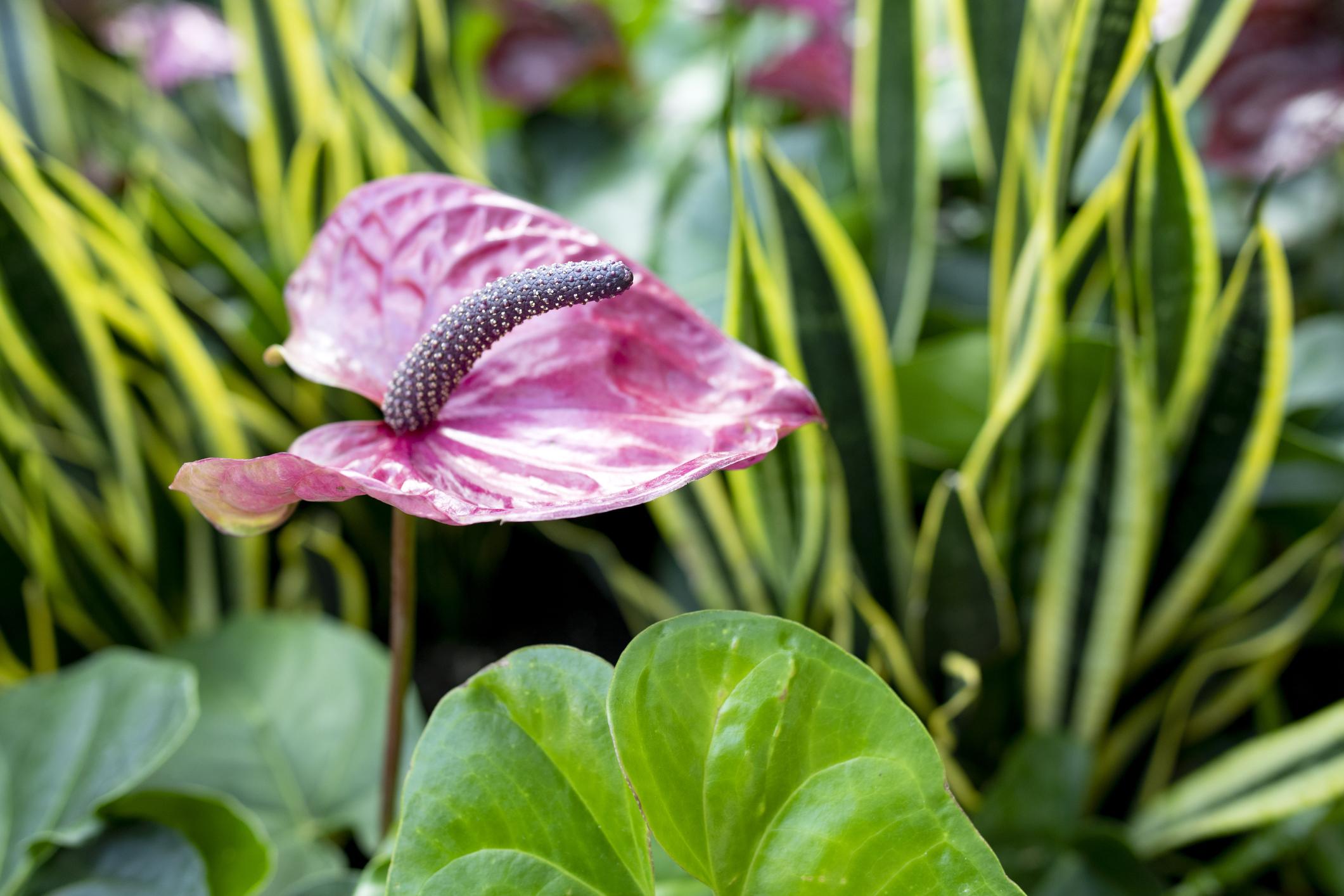 It’s easier to feel connected to nature when you surround yourself with plants (iStock)