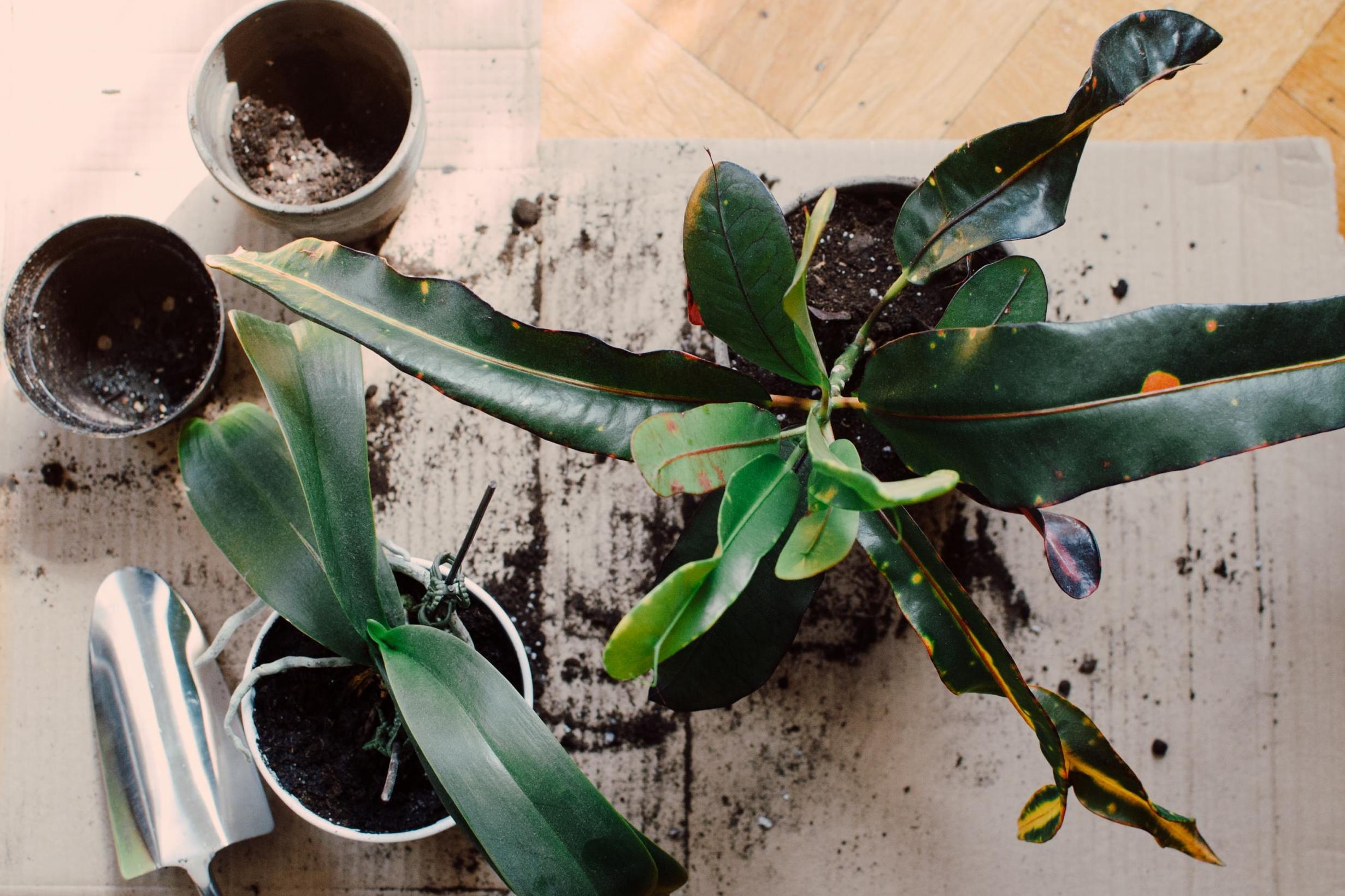 Millennials have created Instagram accounts to show off their plants