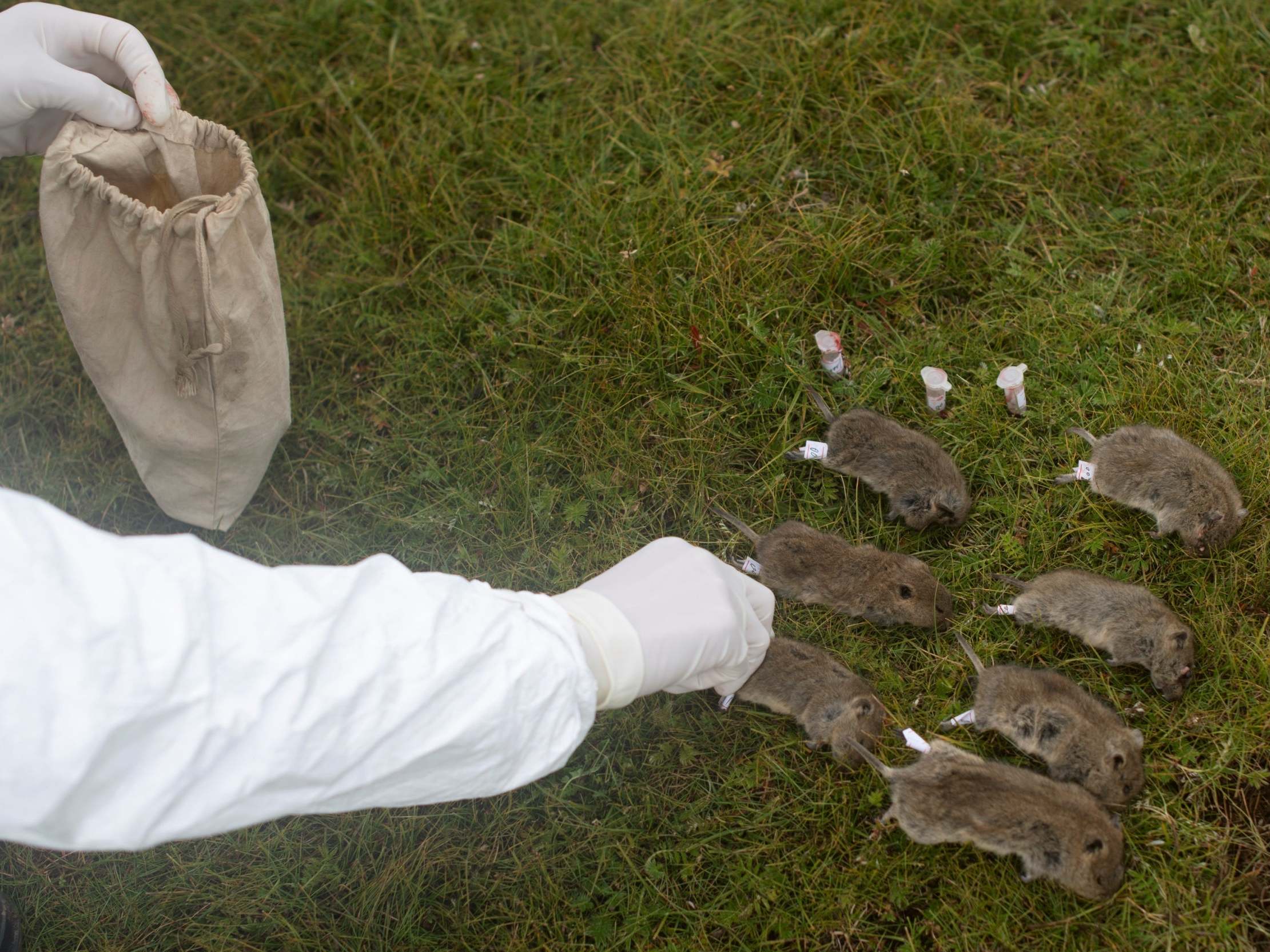 A member of a plague prevention team labels rodents on a grassland in Sichuan province, China