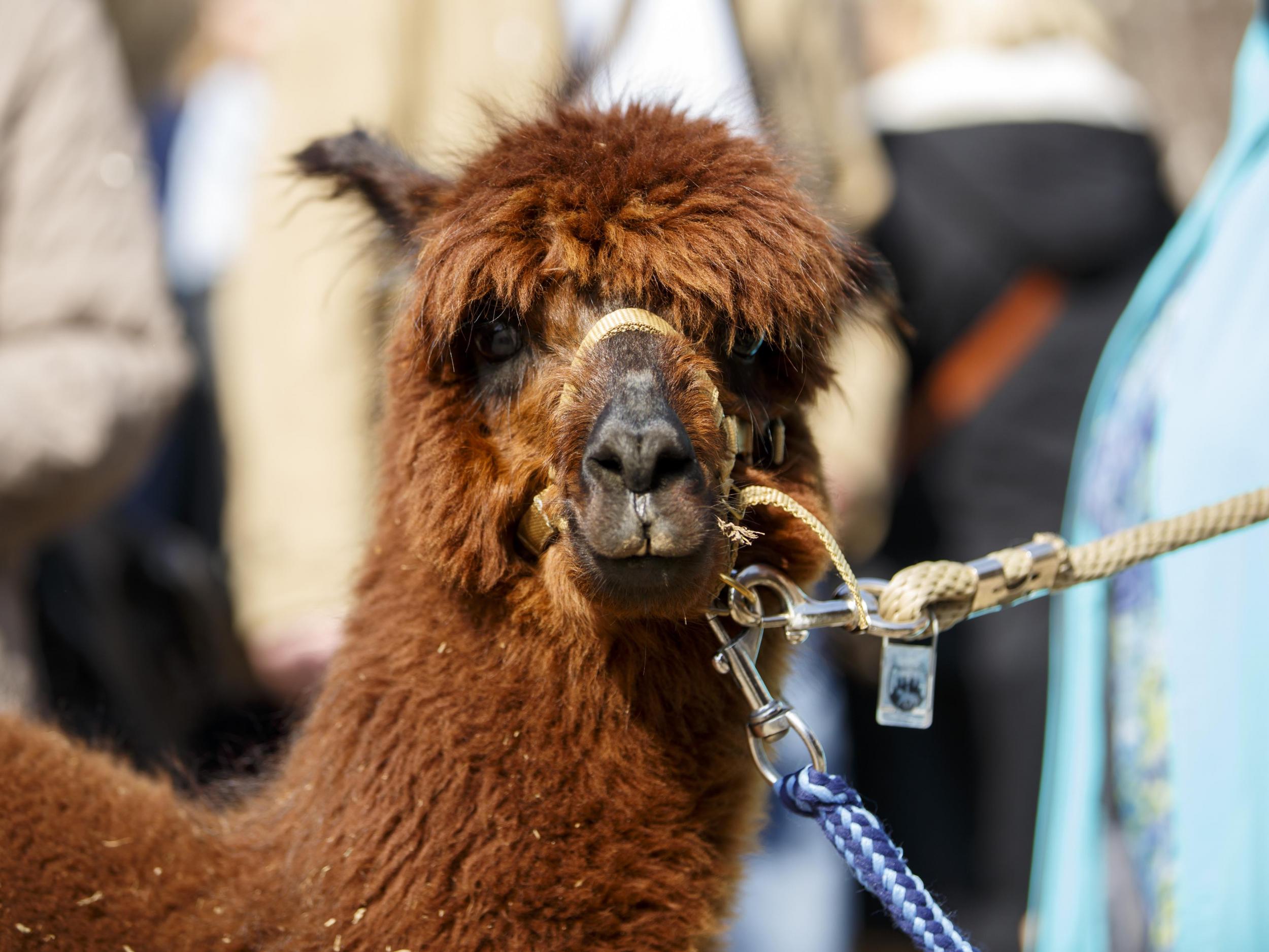 Many people find therapy llamas and alpacas to be more calming than dogs