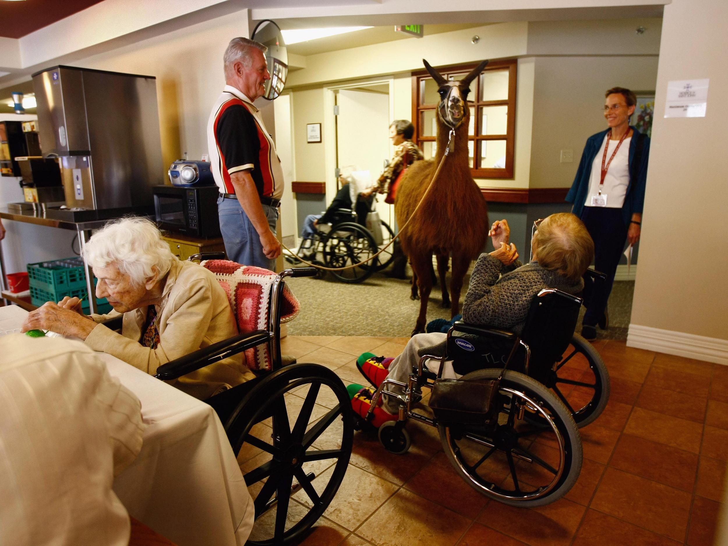 Terminally ill hospice patient Helen Kress feeds Pisco, a 13-year-old therapy llama