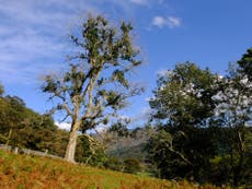 Ash dieback: Genetic resistance offers new hope over ‘unstoppable’ disease expected to kill 70 per cent of species