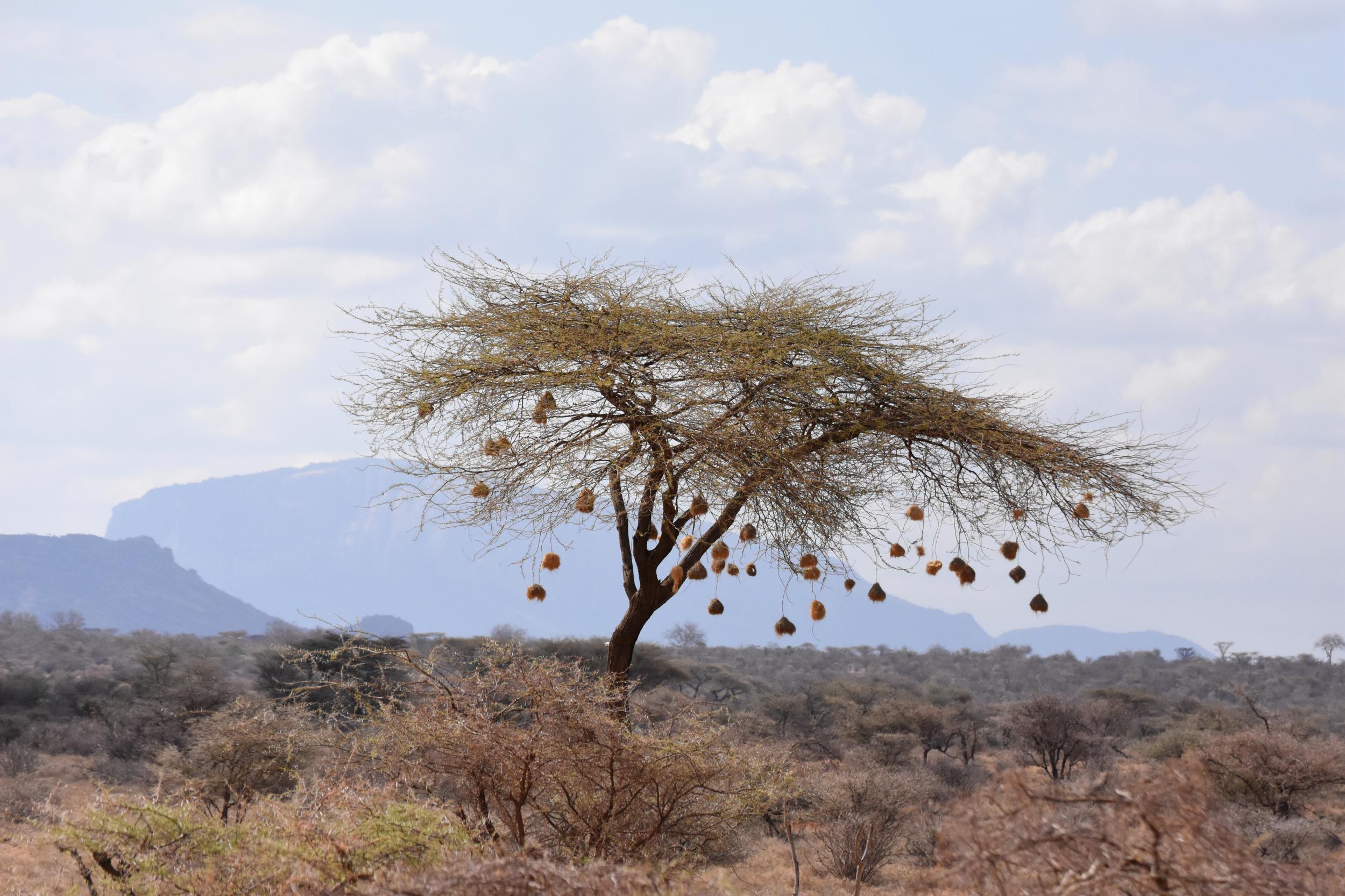 Acacia tree in Samburu National Reserve