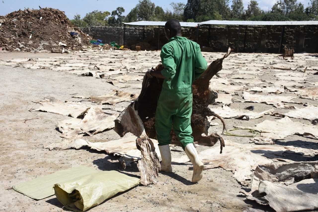 Donkey skins laid out to dry for use in eijao