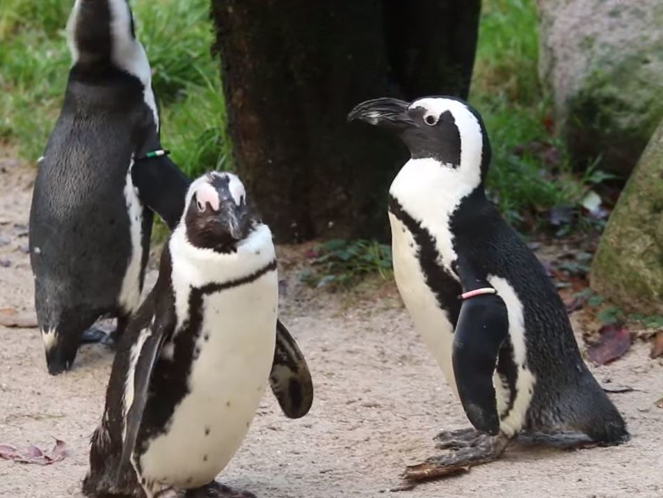 Penguins at DierenPark Amersfoort zoo in the Netherlands