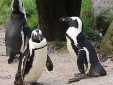 ‘Gay’ penguins trying to hatch egg after taking it from breeding pair