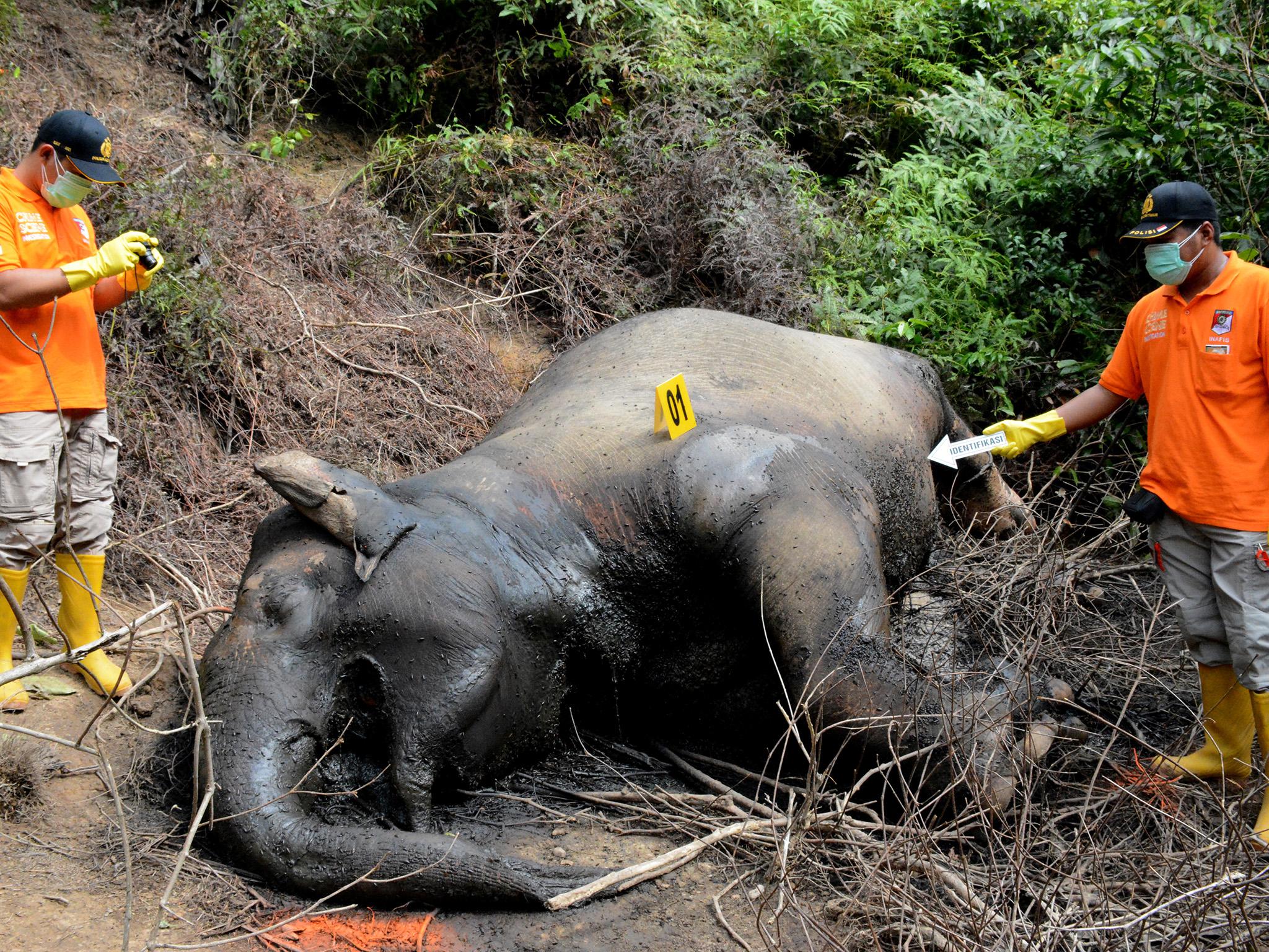 Elephant is thought to have been dead for a week when discovered