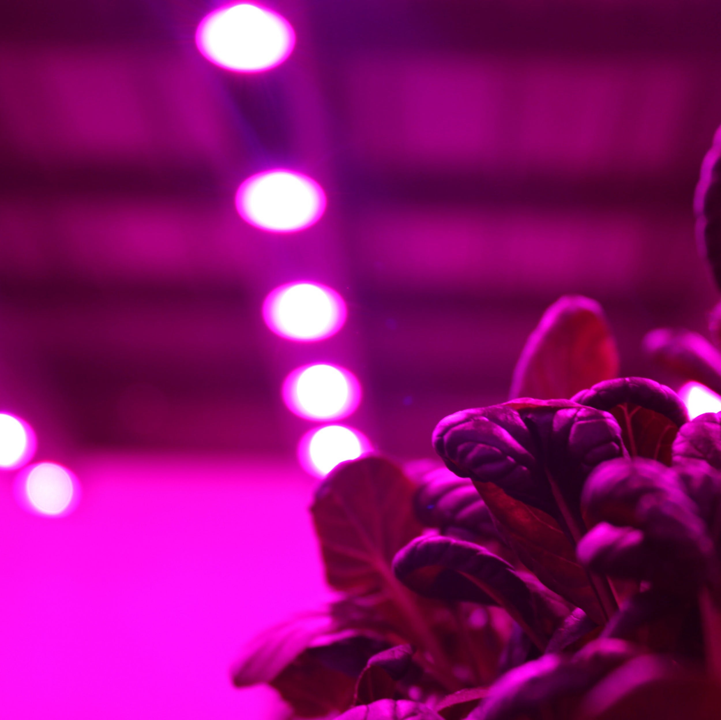 Tatsoi growing in a vertical farm