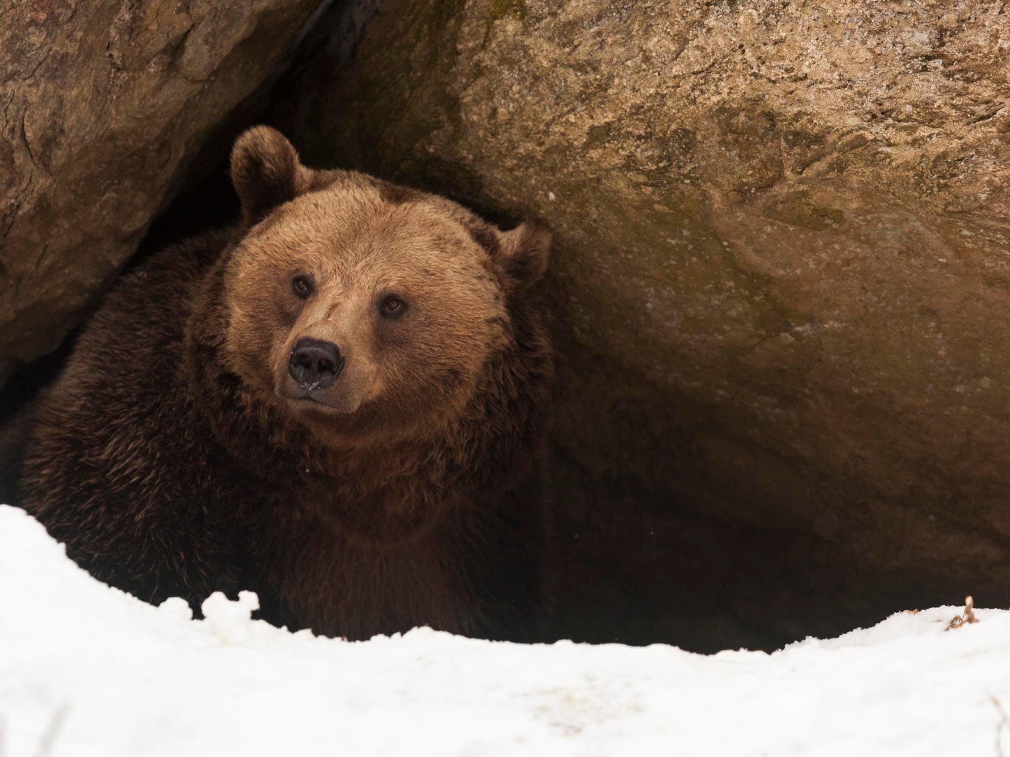 Could the chemicals in bear’s blood that help them hibernate hold the answer to hypersleep for humans?