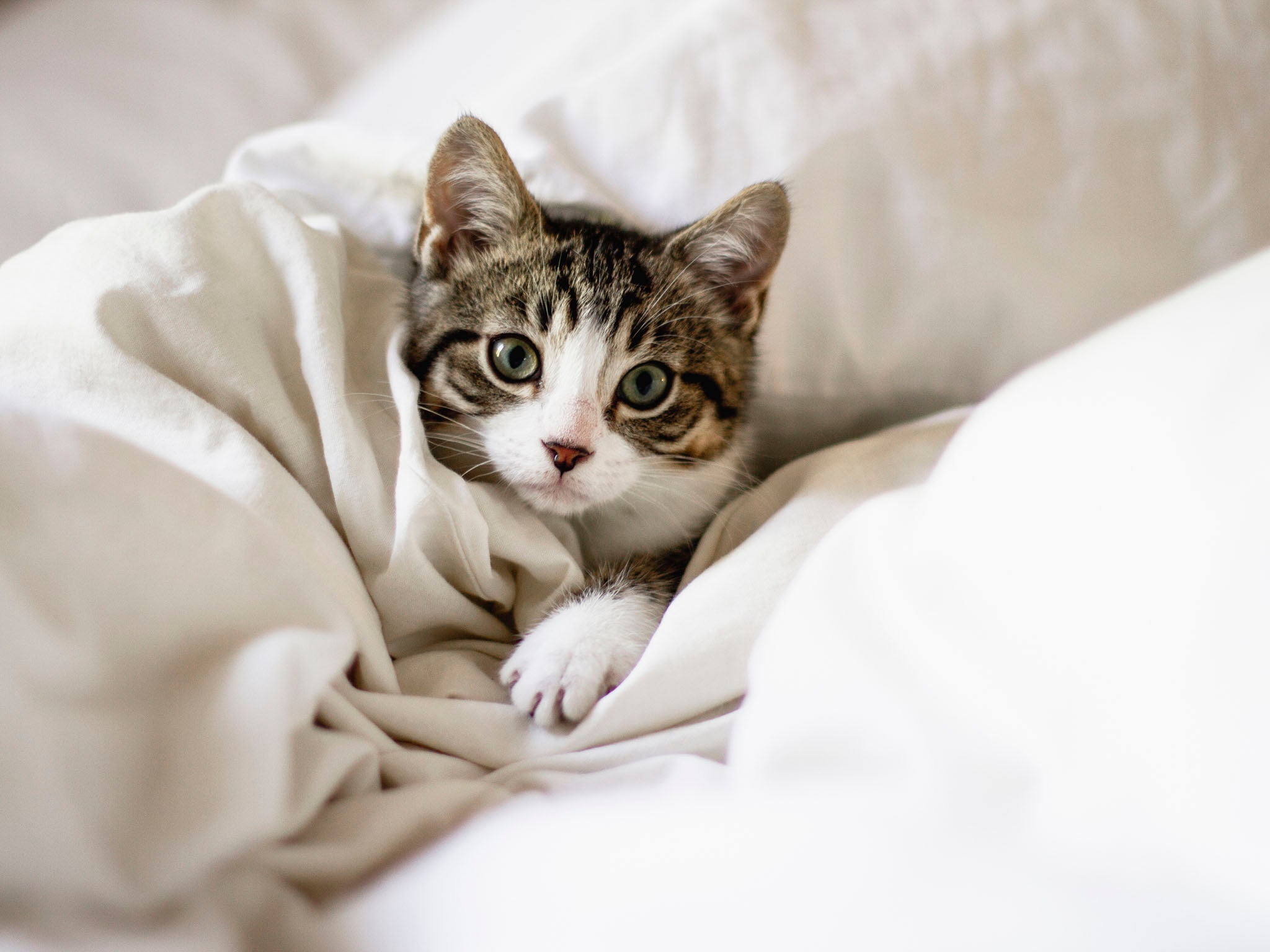 The number of highrises is increasing: not ideal for outdoor pets