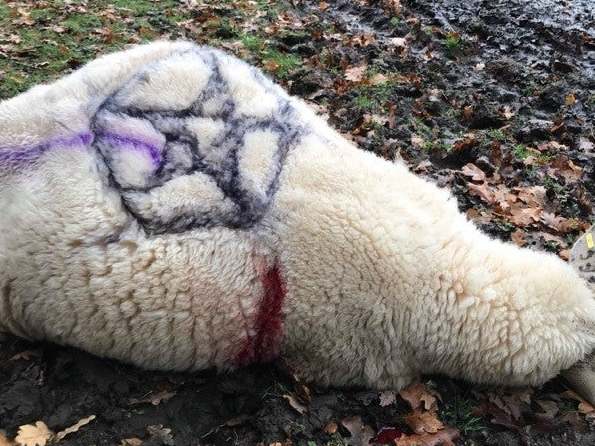 Also in 2019, occult symbols were painted on a killed sheep and on the door of St Peter’s Church in Bramshaw in a previous spate of animal attacks in the New Forest