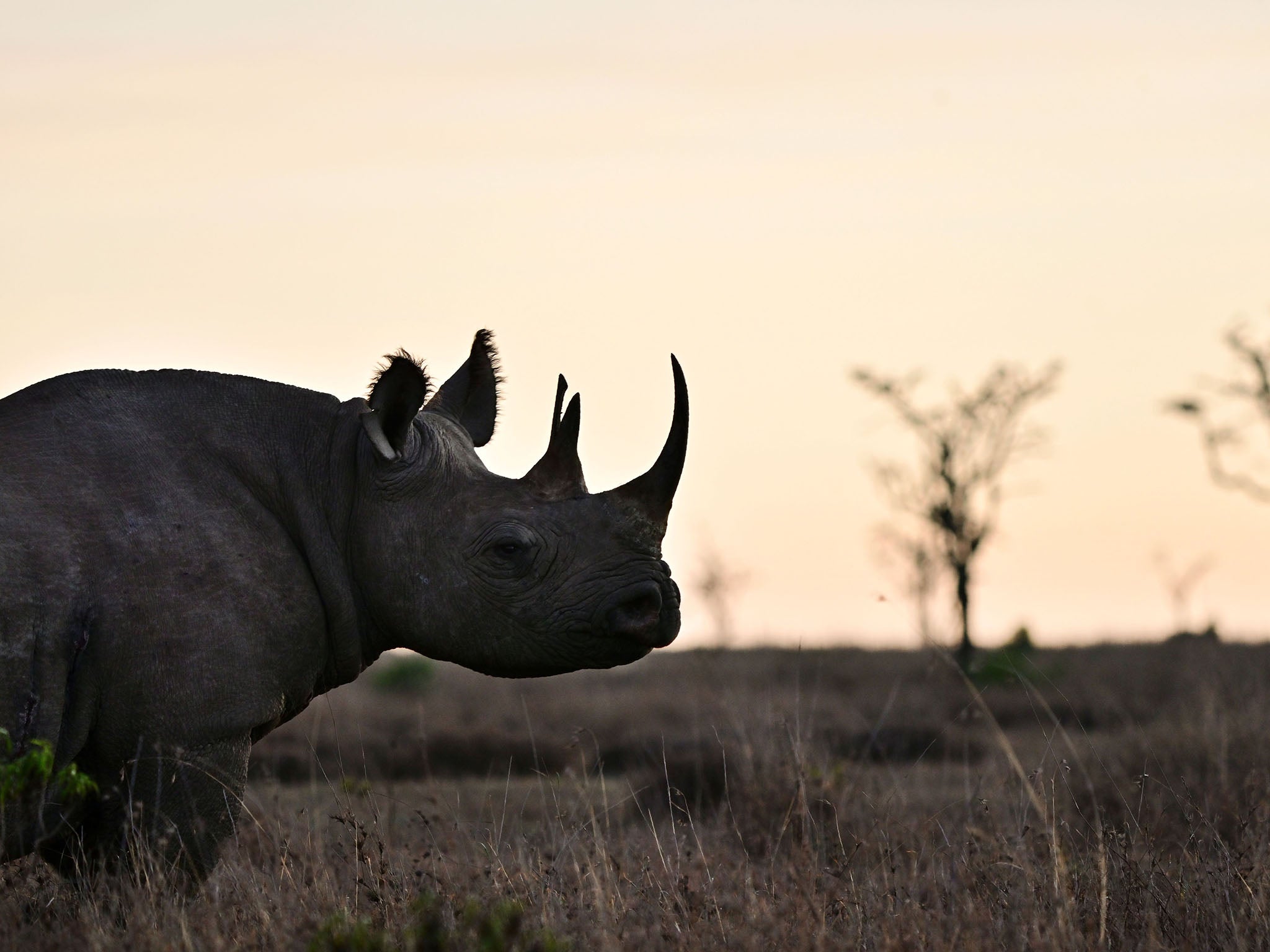 The horn trade is supported by wealthy individuals who desire a symbol to show off