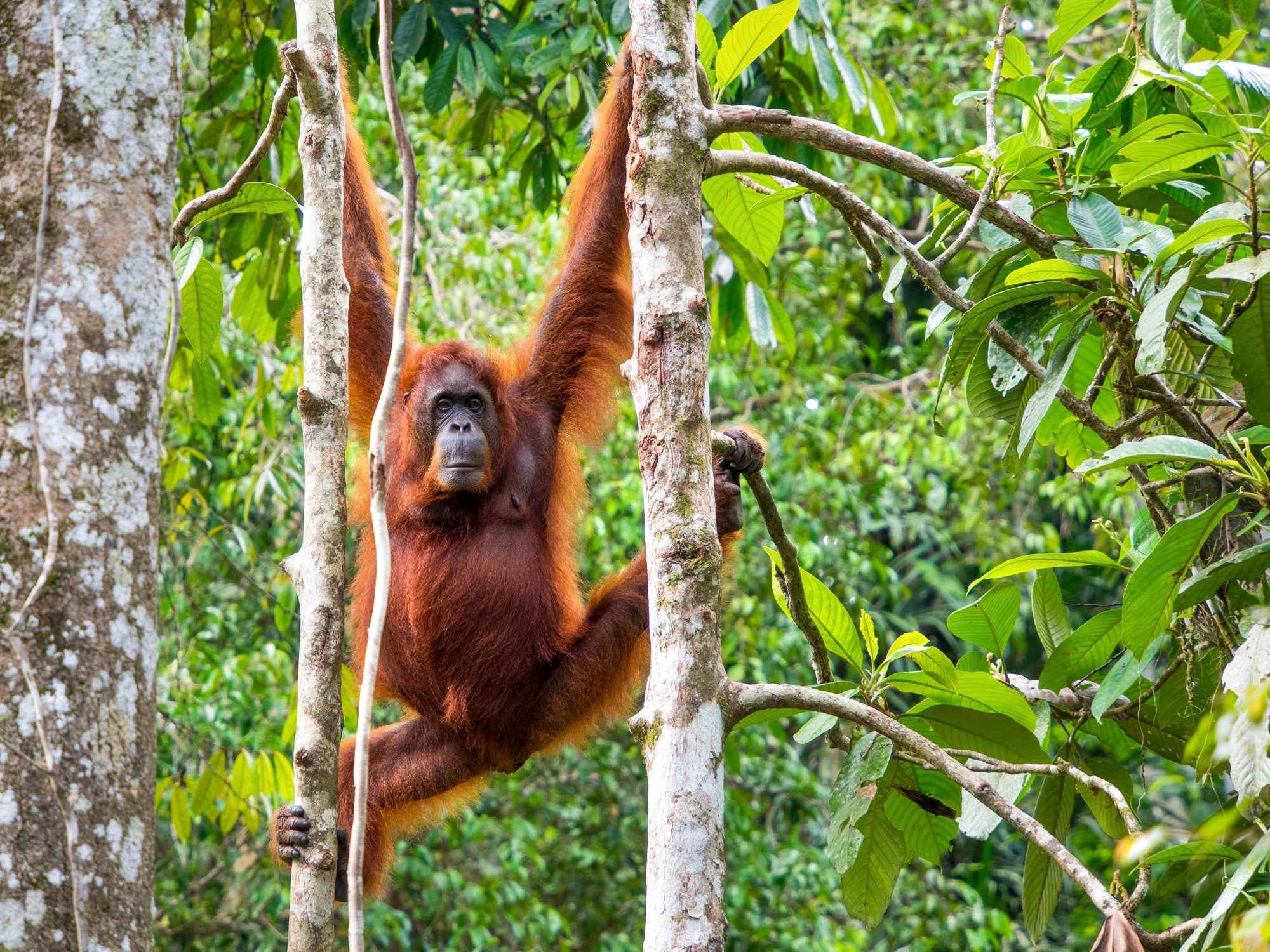 Spot orangutans in Borneo (Getty/iStockphoto)