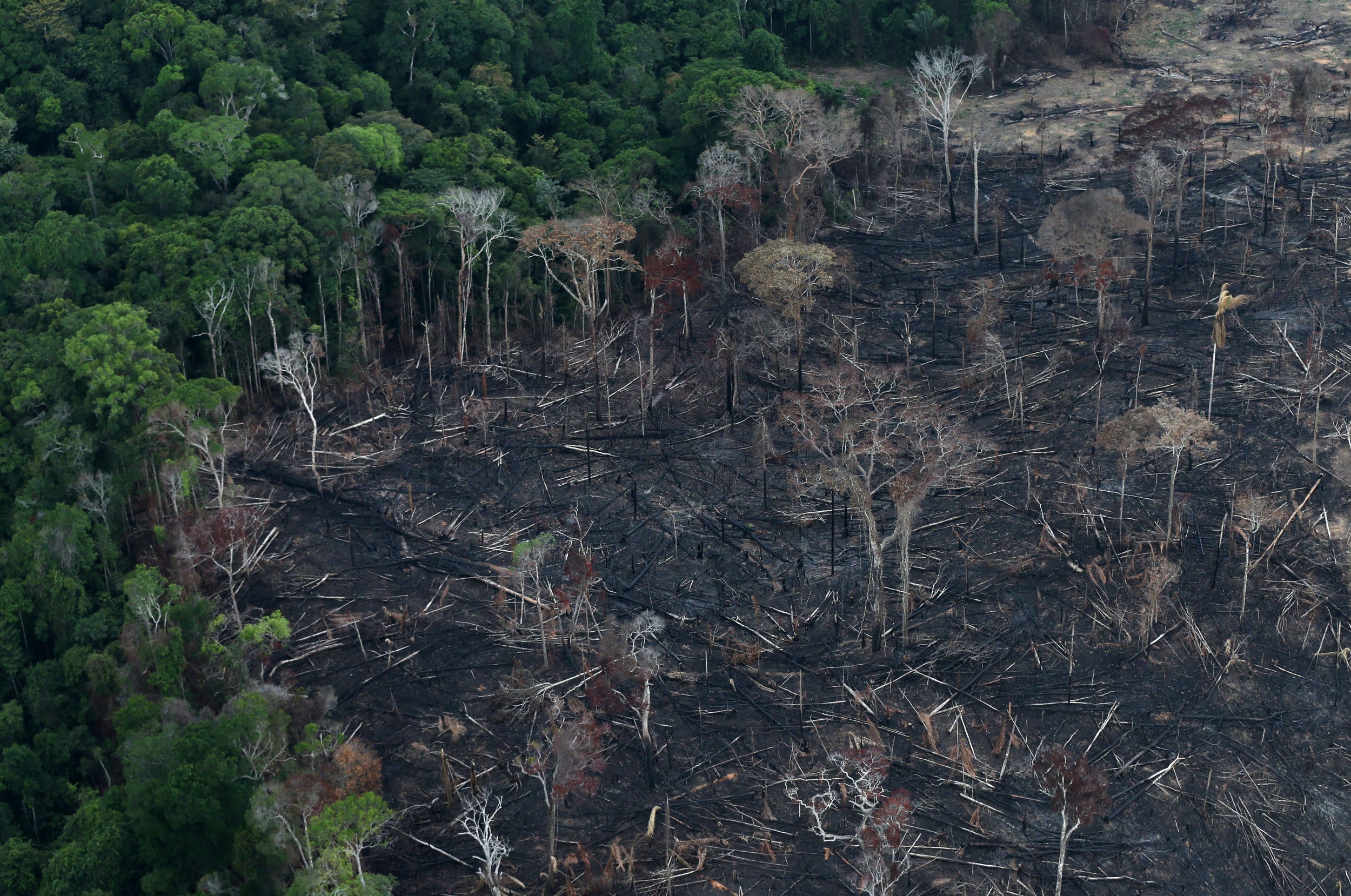 An aerial view of a tract of Amazon jungle after it was cleared by farmers in Itaituba, Brazil. Seventeen per cent of the Amazon has been destroyed in the past 50 years