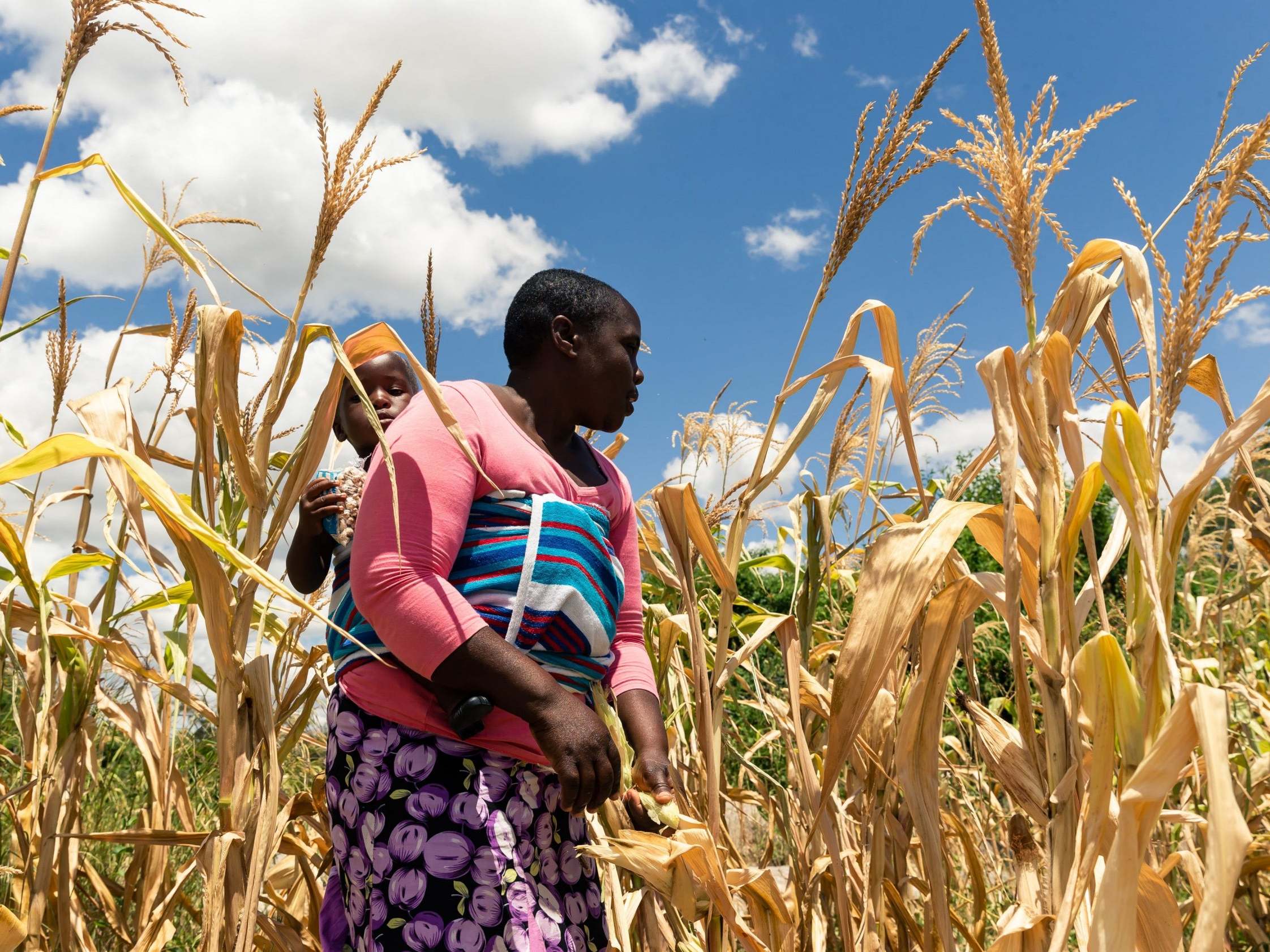 Future Nyamukondiwa inspects a stunted cob in her dry maize field on March 13, 2019, in the Mutoko rural area of Zimbabwe