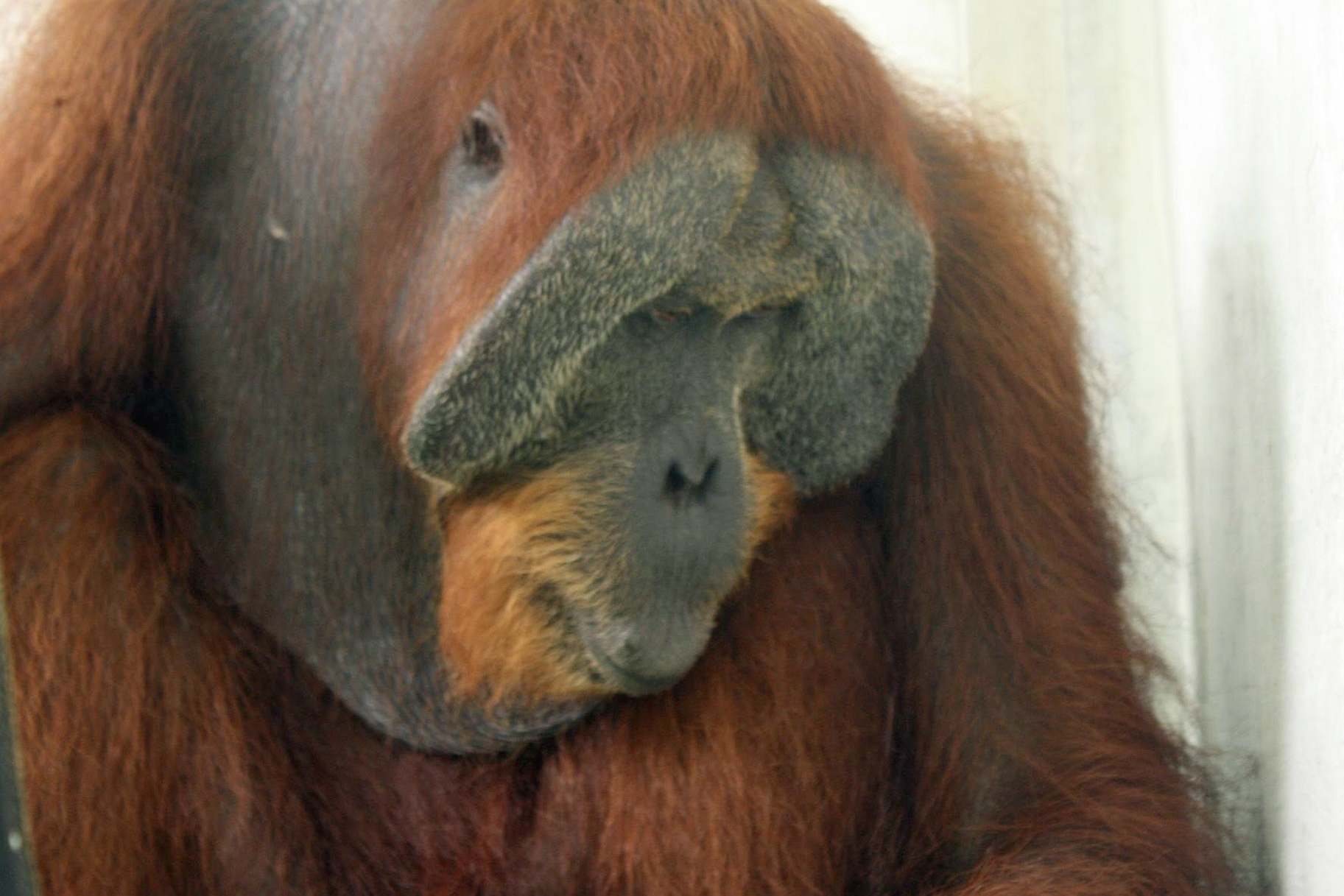 The orangutan know as 'Paguh' has been blinded by the attack