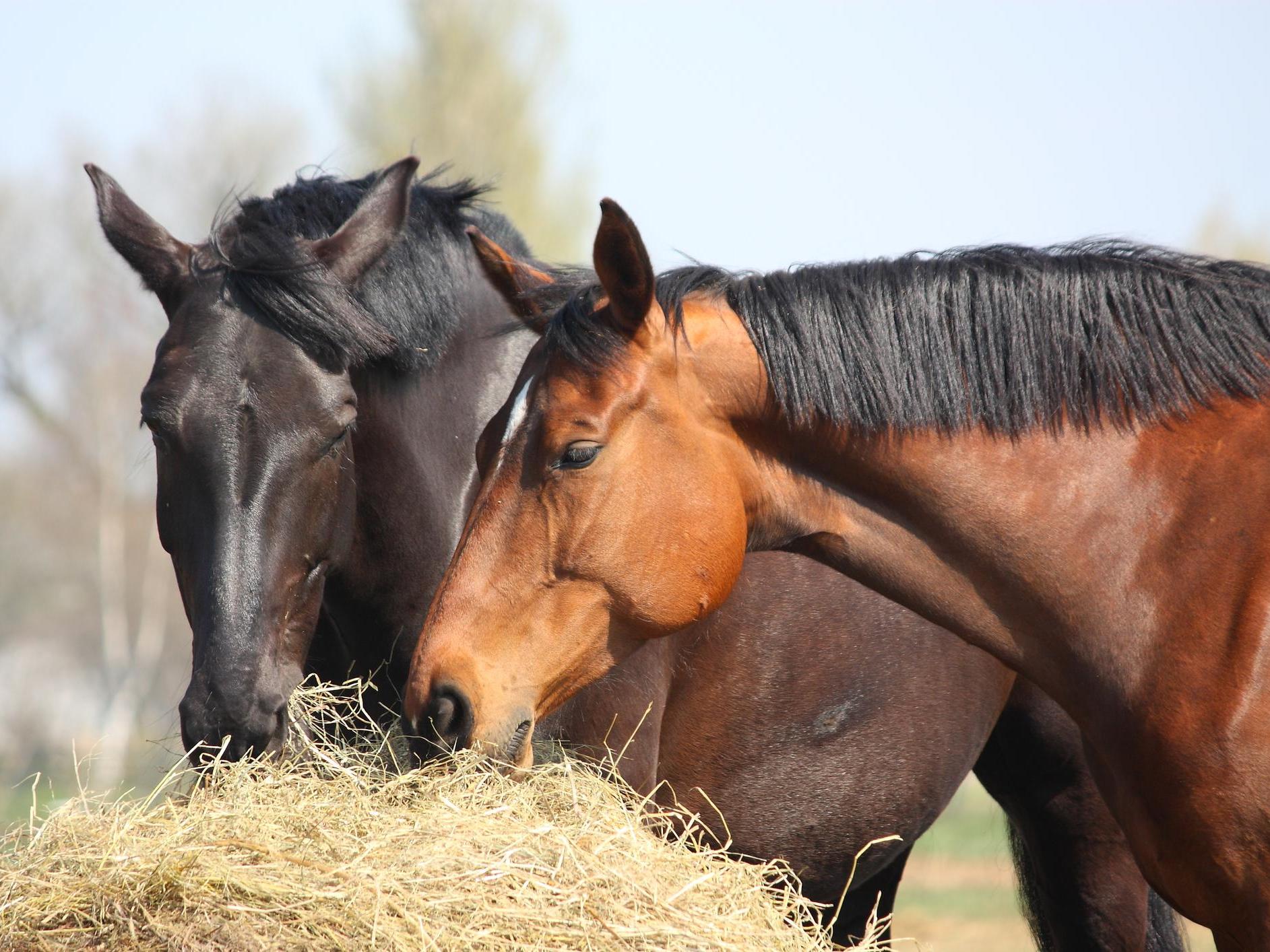 The warm and wet climate is leading to an abundance of grass