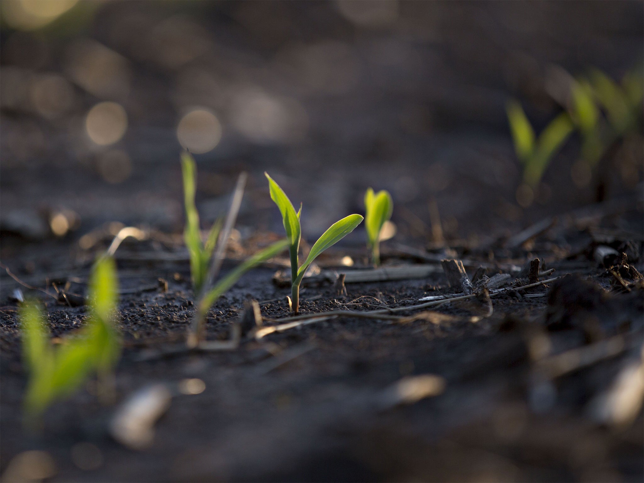 Diversity is needed to to breed plants better able to withstand everything from drought in the US to the spread of coffee rust in South America