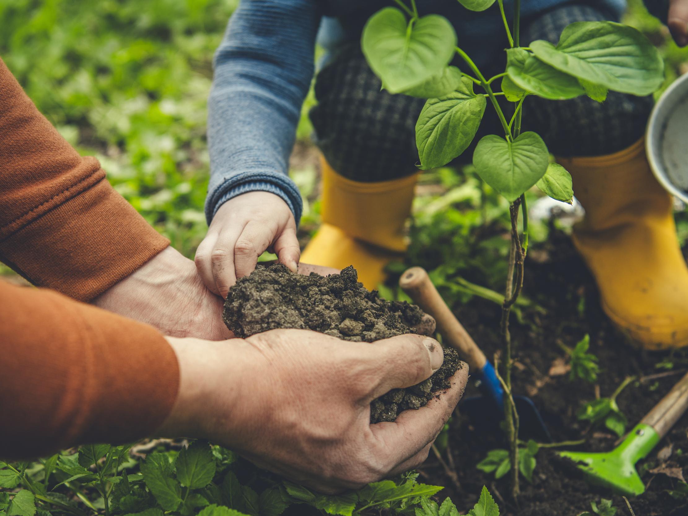 Launching this month, #PlanTree is aiming to plant 12 million trees – one sapling for every child in the UK