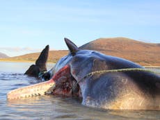 Whale found dead with 100kg ‘litter ball’ in stomach