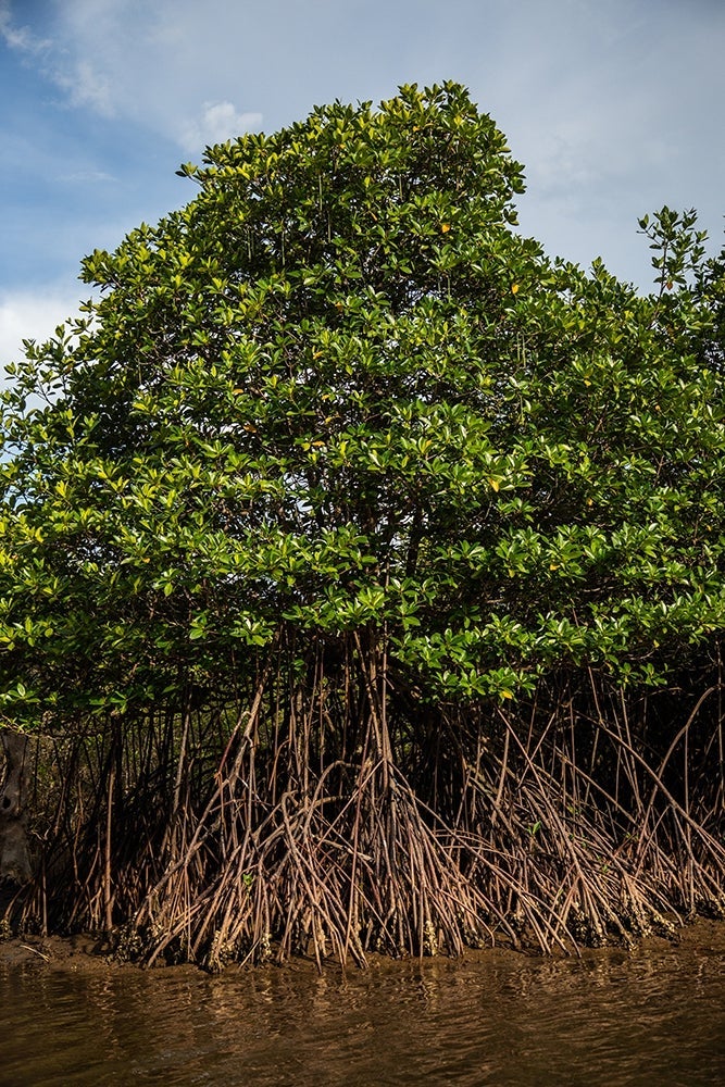 Not all the mangrove saplings have thrived as well as established trees nearby