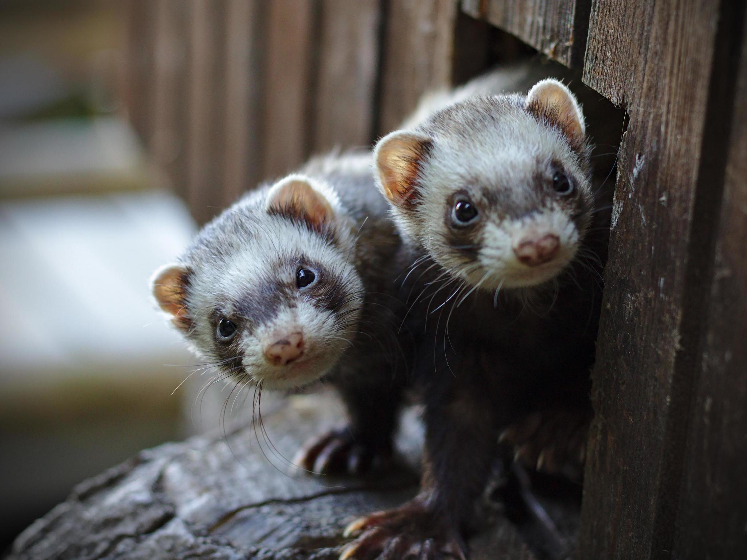 The ferrets are being looked after by the RSPCA (File photo)